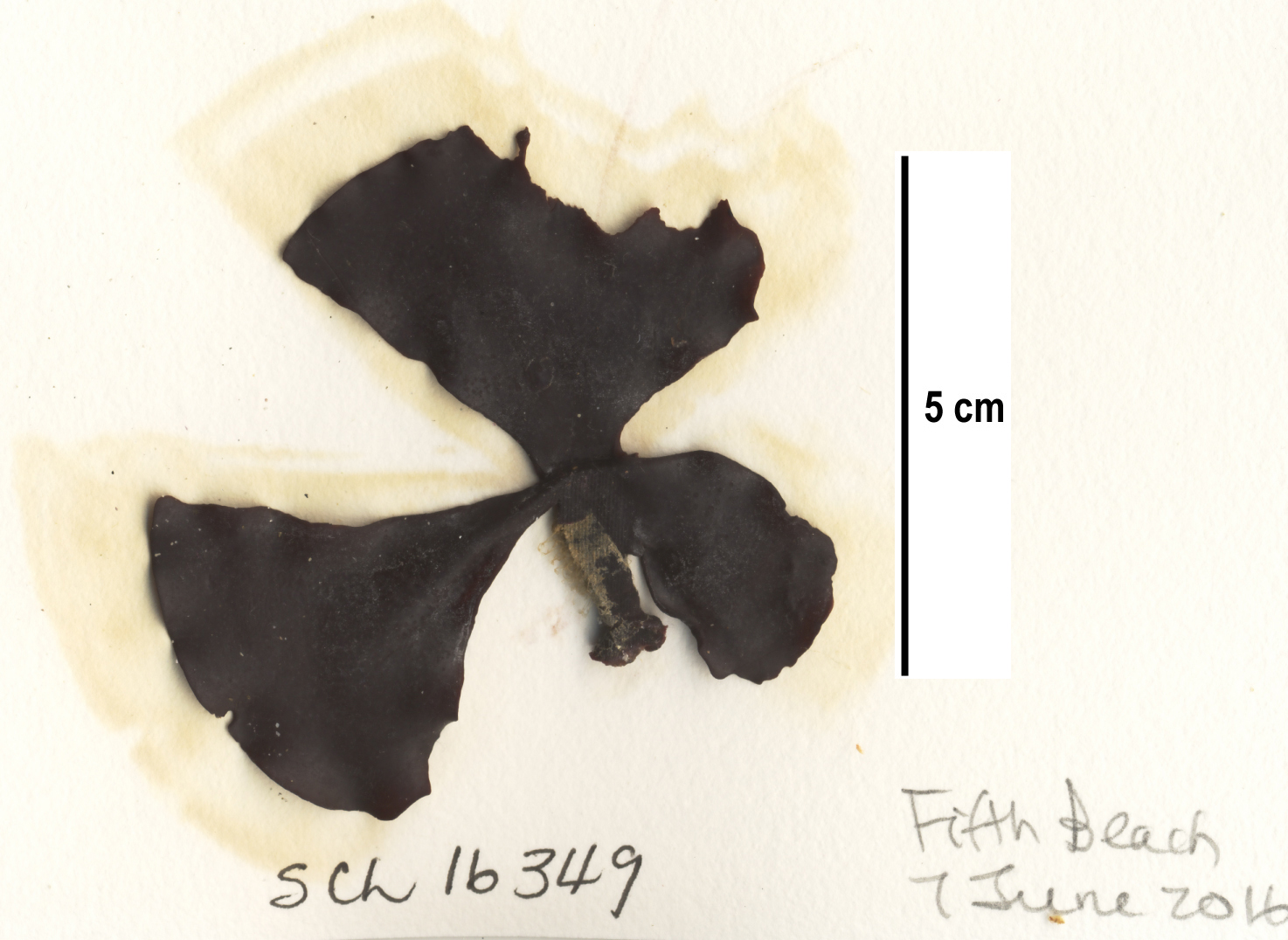 Constantinea simplex