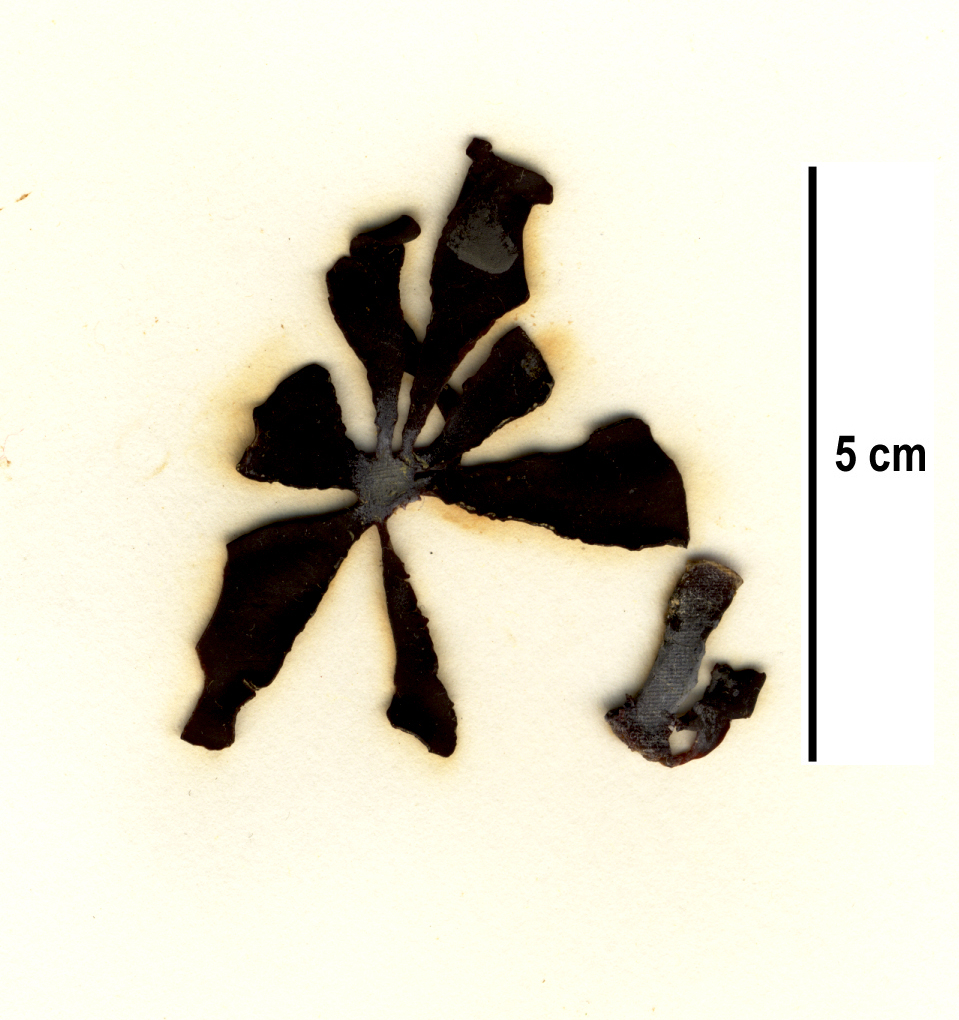 Constantinea simplex – S. Lindstrom