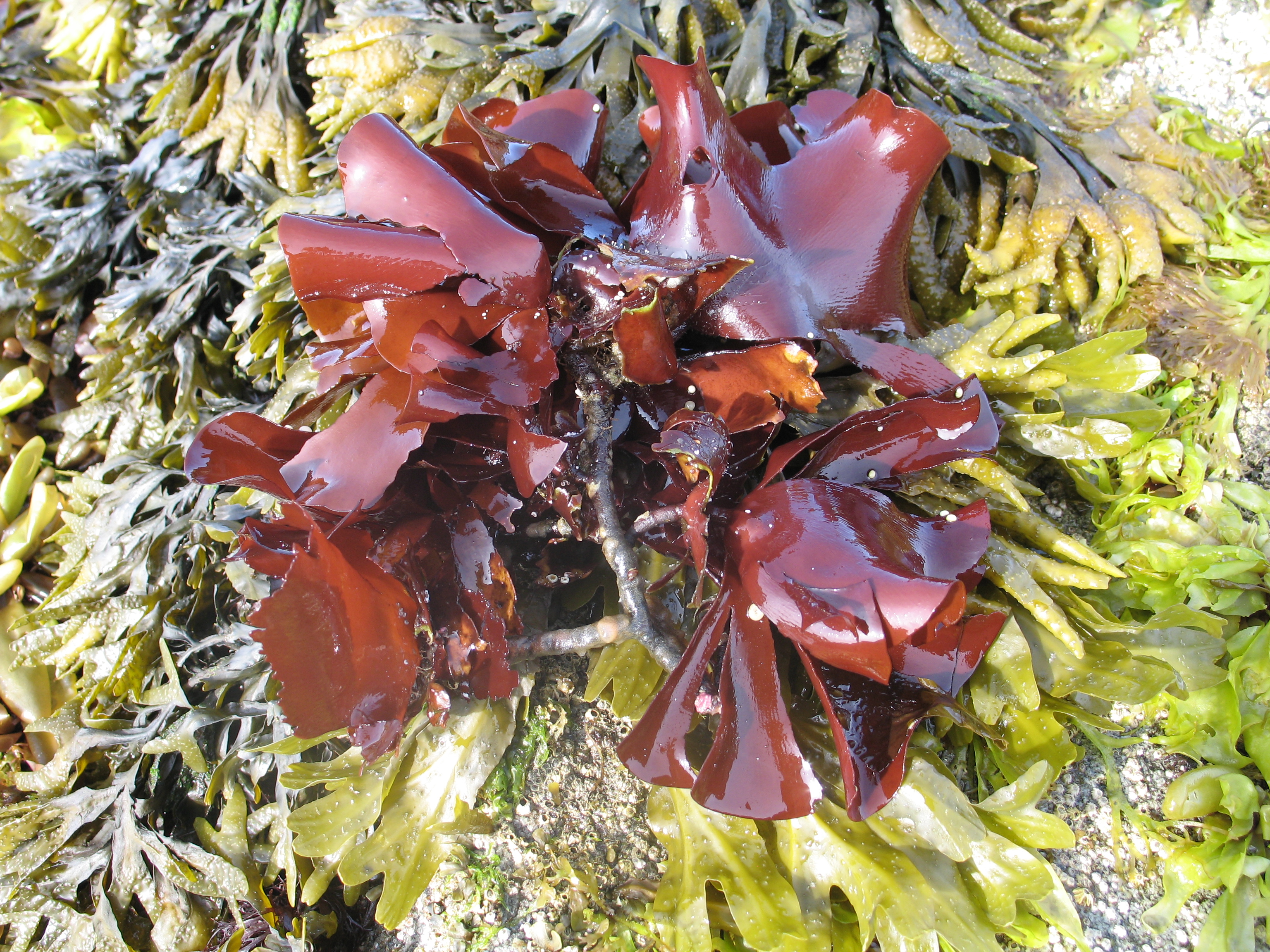 Constantinea subulifera – M. Lindeberg · Alaska Peninsula · July 2009