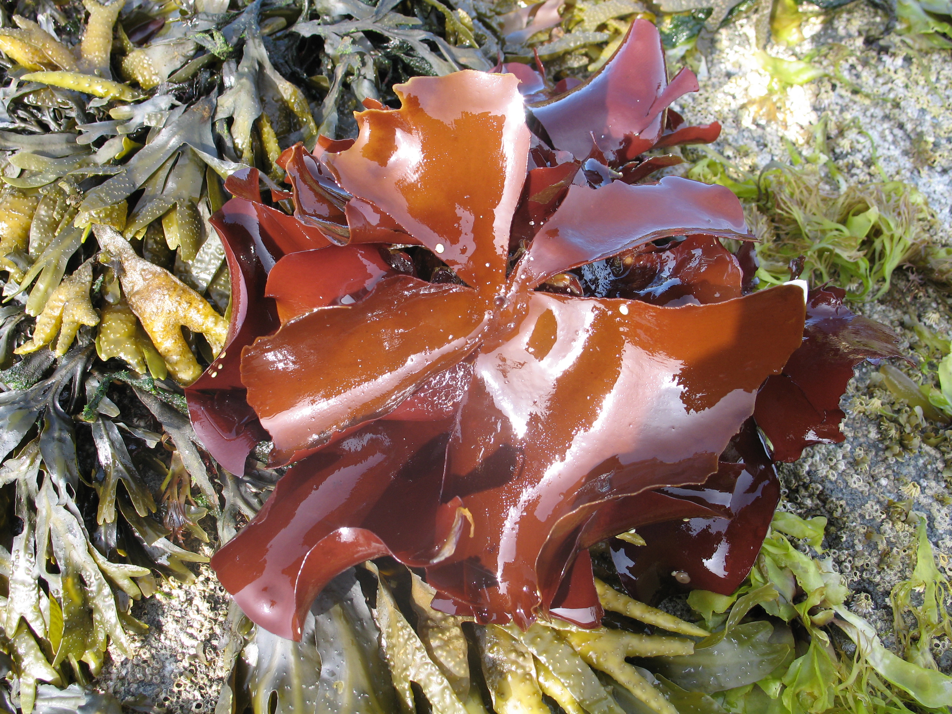 Constantinea subulifera – M. Lindeberg · Alaska Peninsula · July 2009