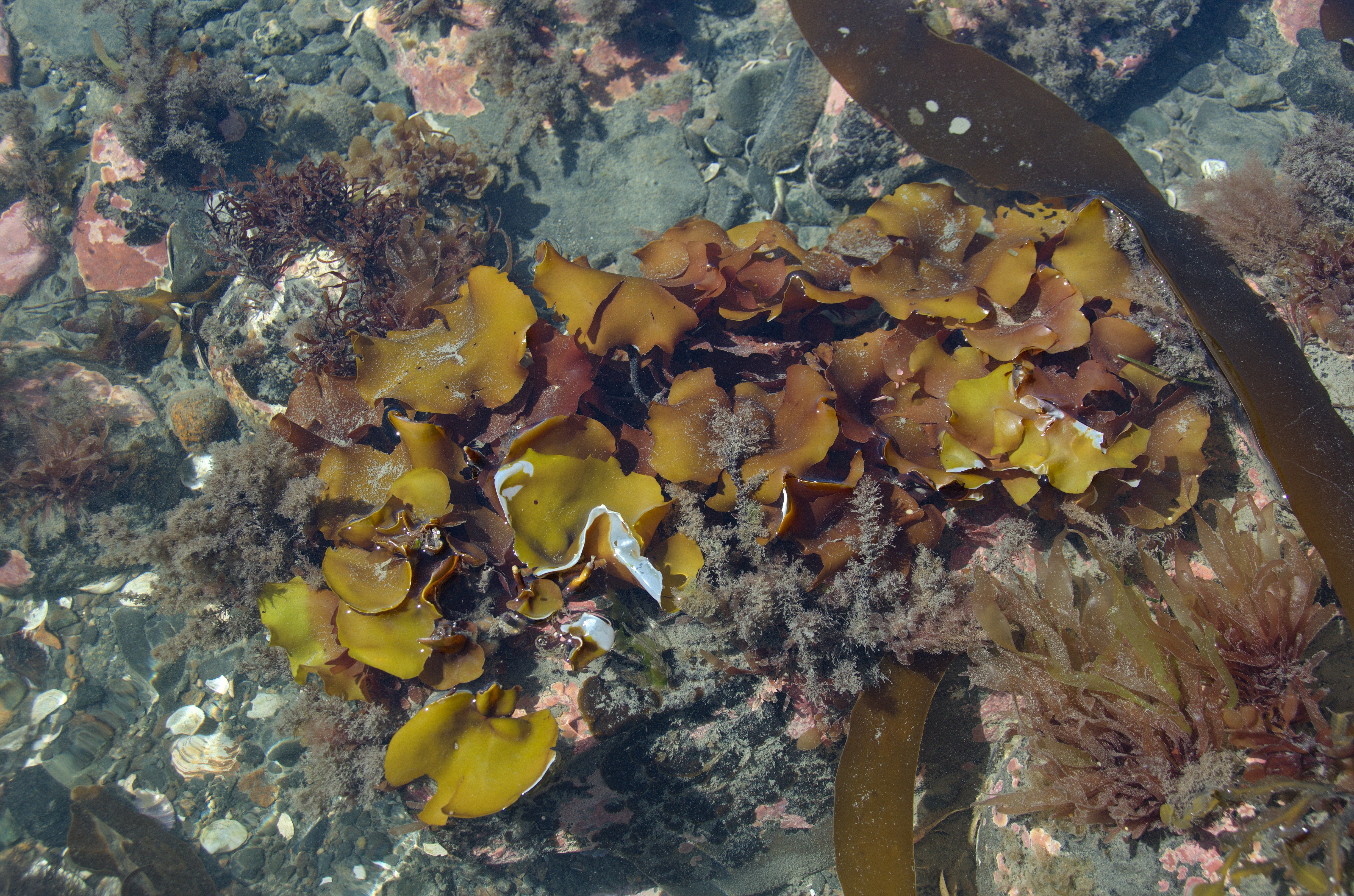 Constantinea subulifera – M. Lindeberg · Cook Inlet · June 2016