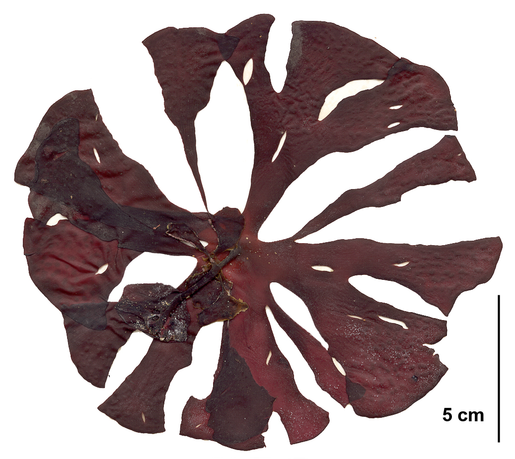 Constantinea subulifera