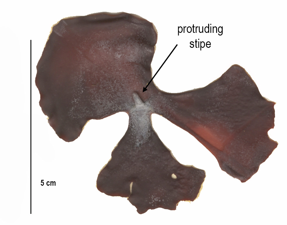 Constantinea subulifera – M. Lindeberg