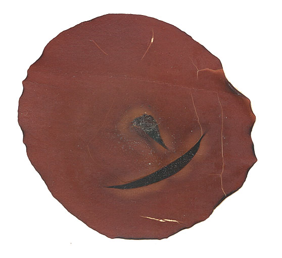 Constantinea subulifera – M. Lindeberg · Cook Inlet · February 1991