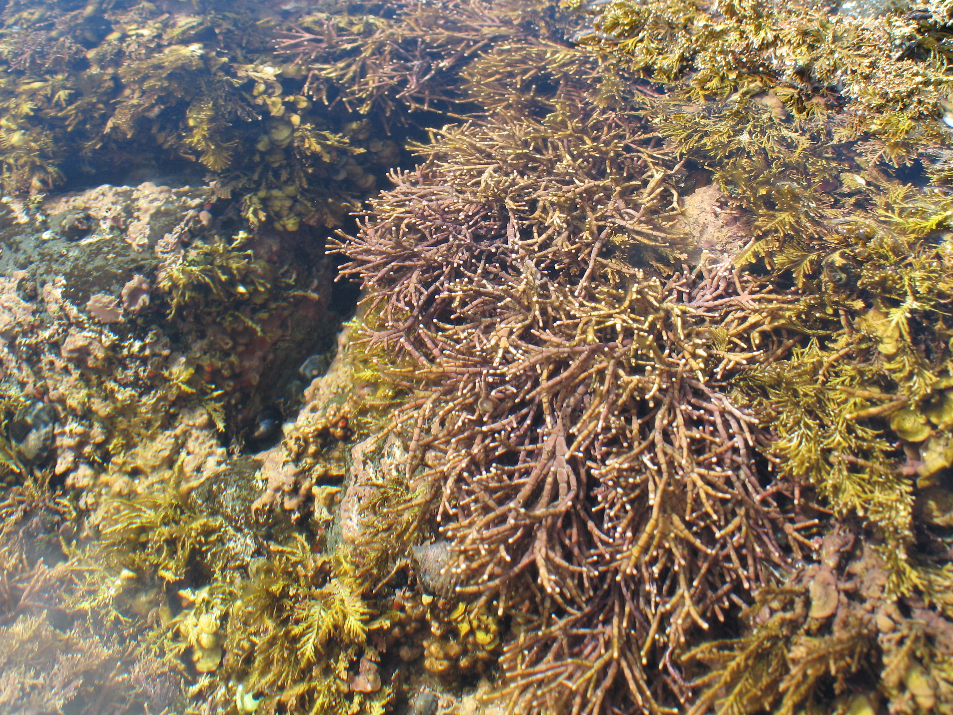 Corallina officinalis – M. Lindeberg · Aleutian Islands · July 2006