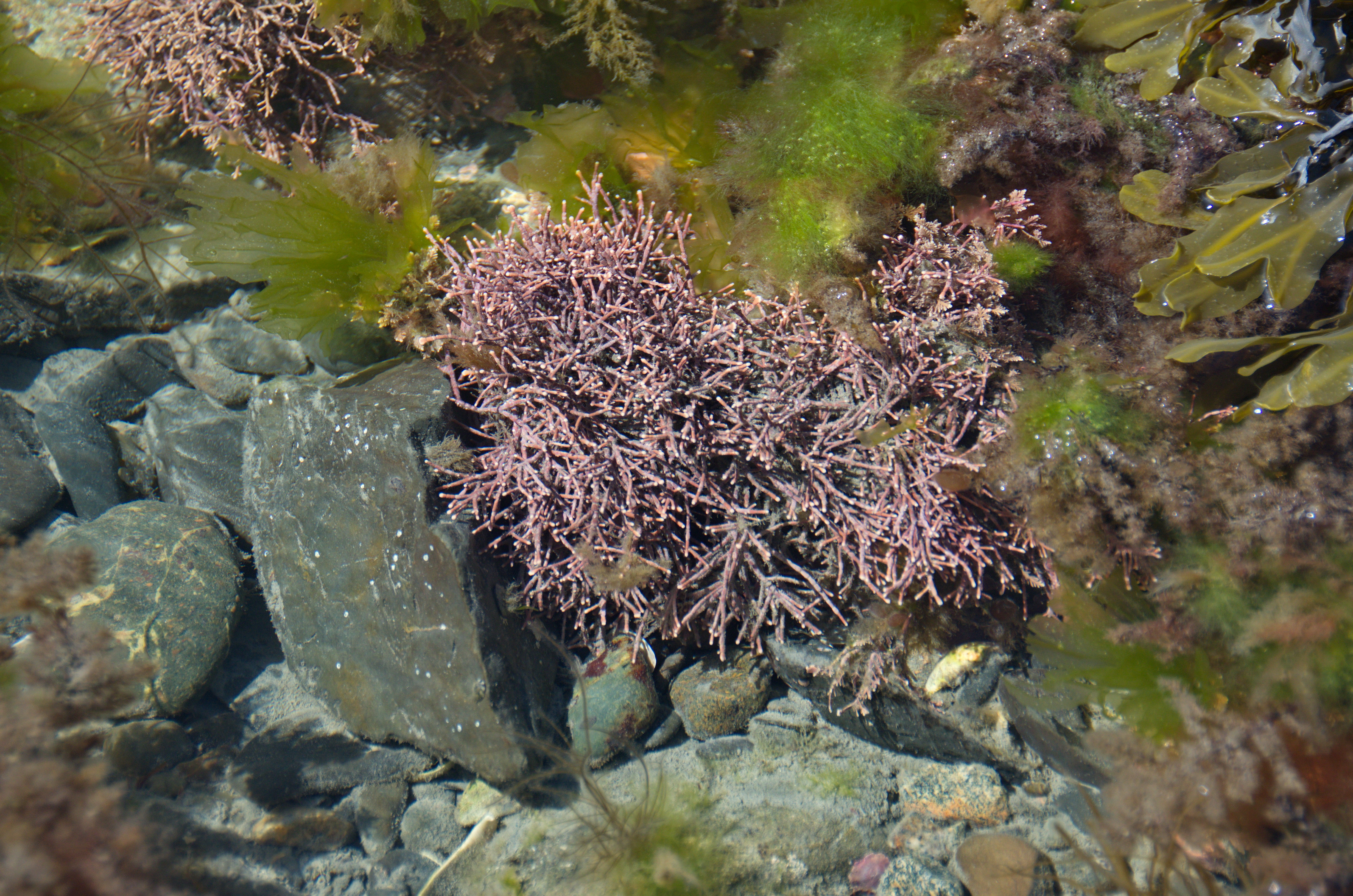 Corallina officinalis – M. Lindeberg · Cook Inlet · June 2016