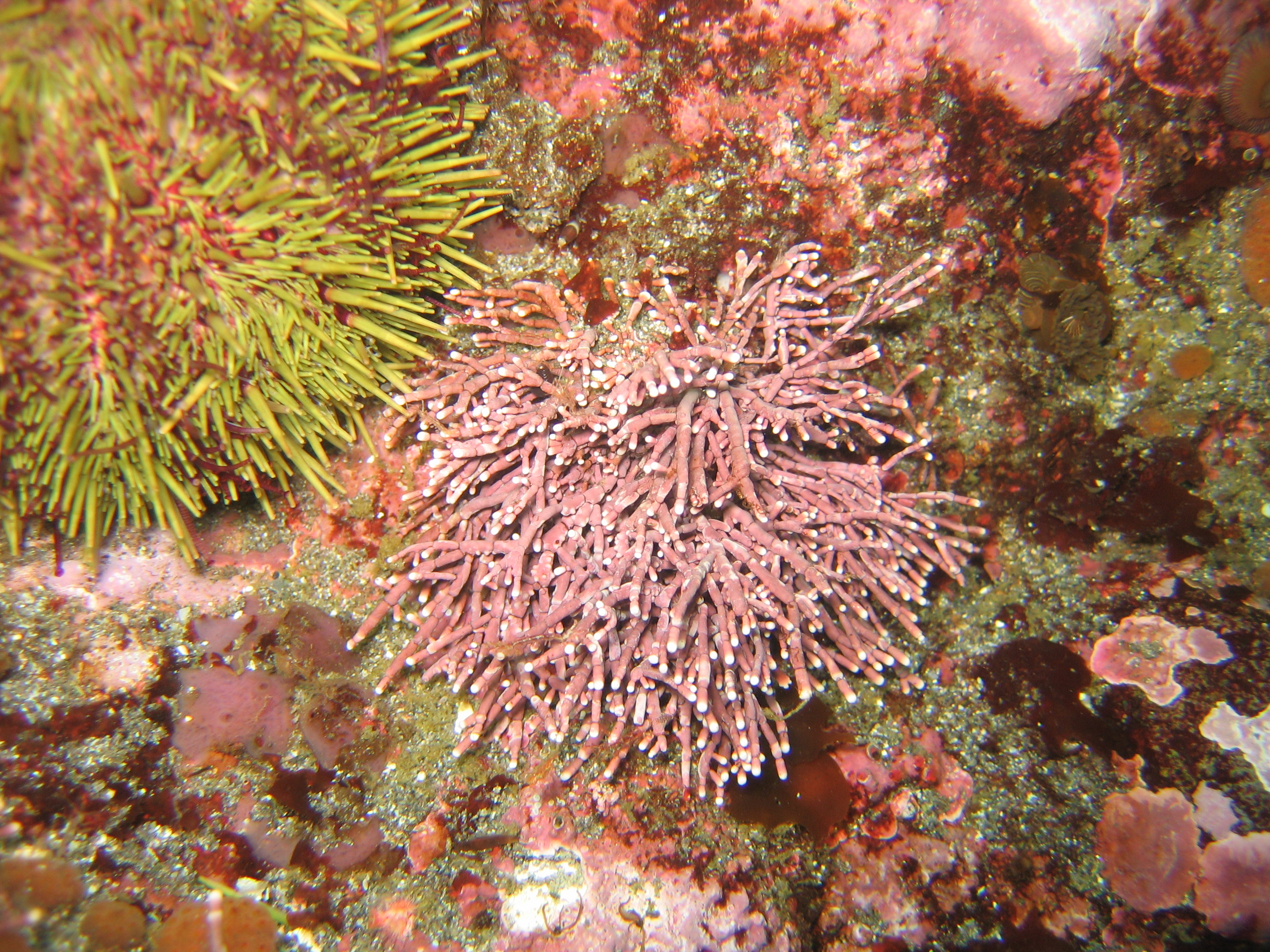 Corallina officinalis – H. Chenelot · Aleutian Islands · June 2008