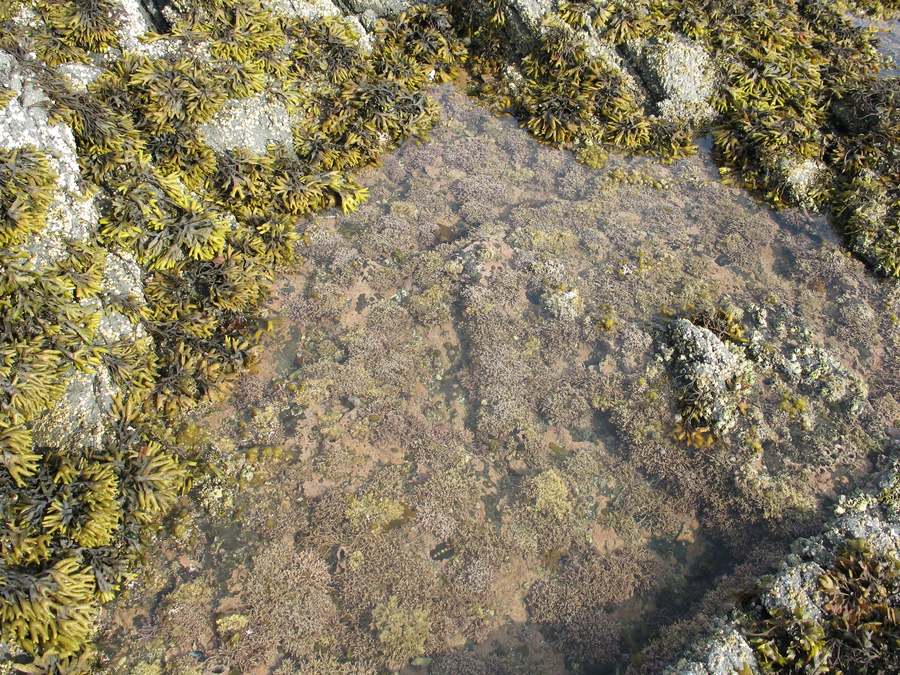 Corallina officinalis – M. Lindeberg · Alaska Peninsula · July 2009