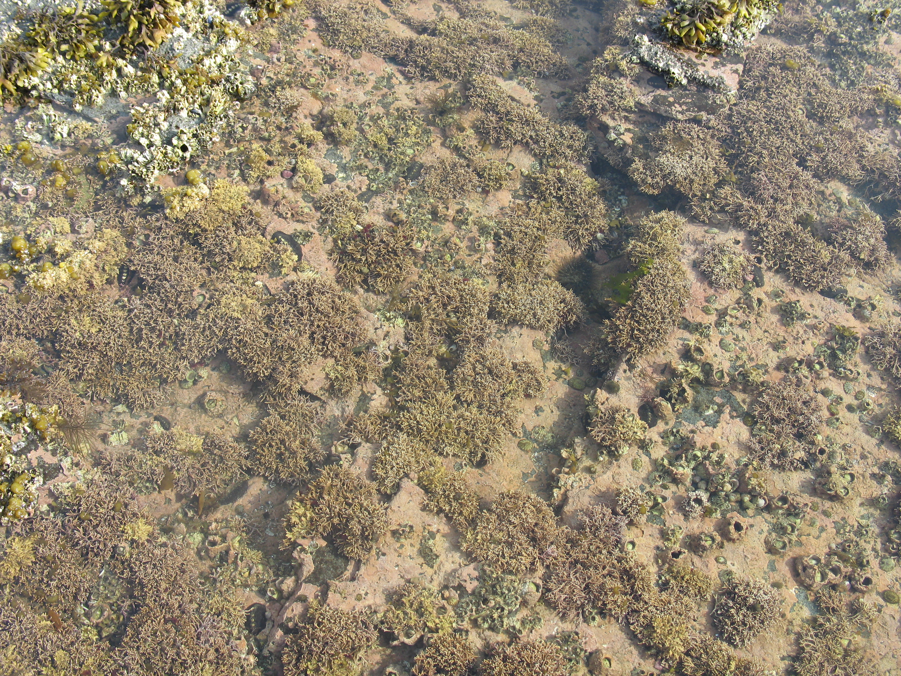 Corallina officinalis – M. Lindeberg · Alaska Peninsula · July 2009