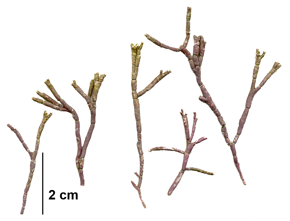 Corallina officinalis
