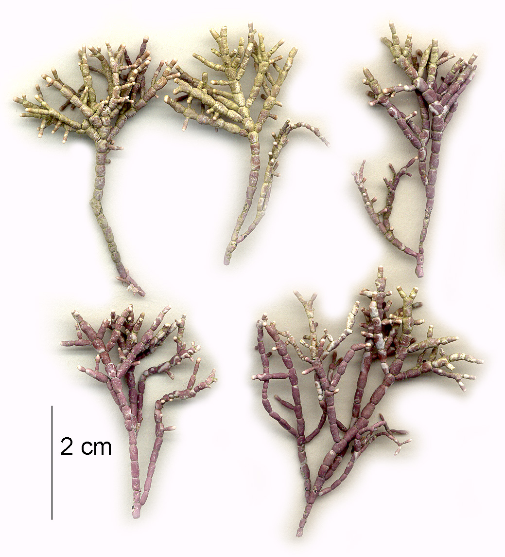 Corallina officinalis – M. Lindeberg