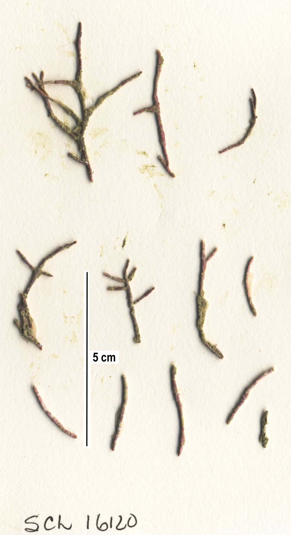 Corallina officinalis – S. Lindstrom · Alaska Peninsula · May 2016