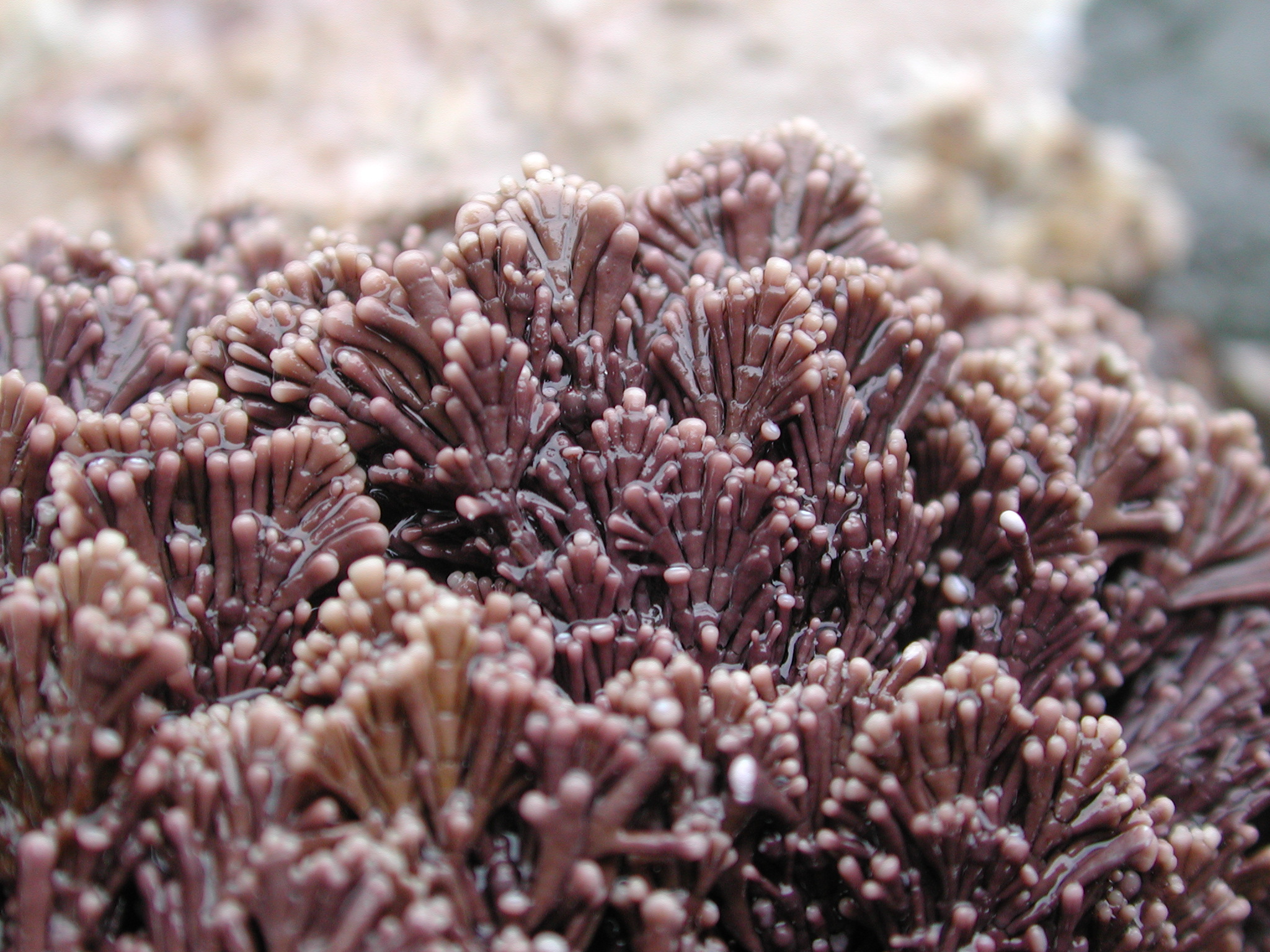 Corallina vancouveriensis – M. Lindeberg · Kodiak Archipelago · June 2005