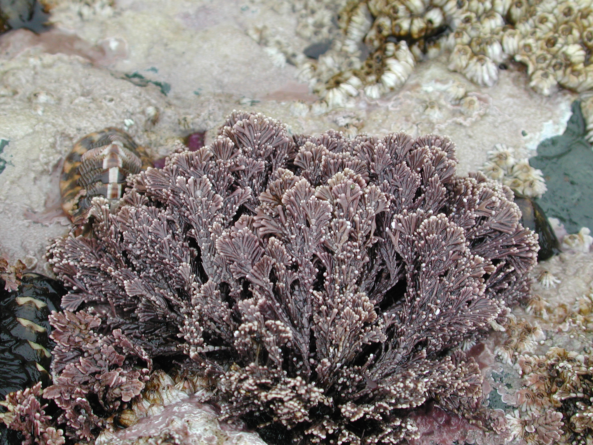 Corallina vancouveriensis – M. Lindeberg · Kodiak Archipelago · June 2005