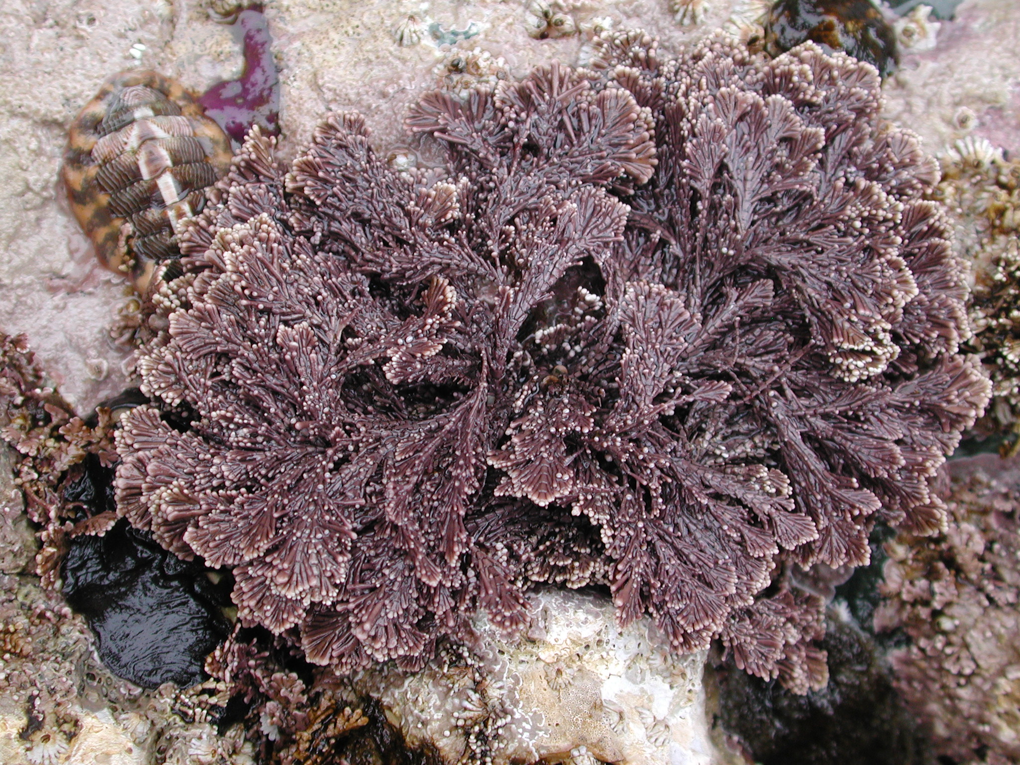 Corallina vancouveriensis – M. Lindeberg · Kodiak Archipelago · June 2005