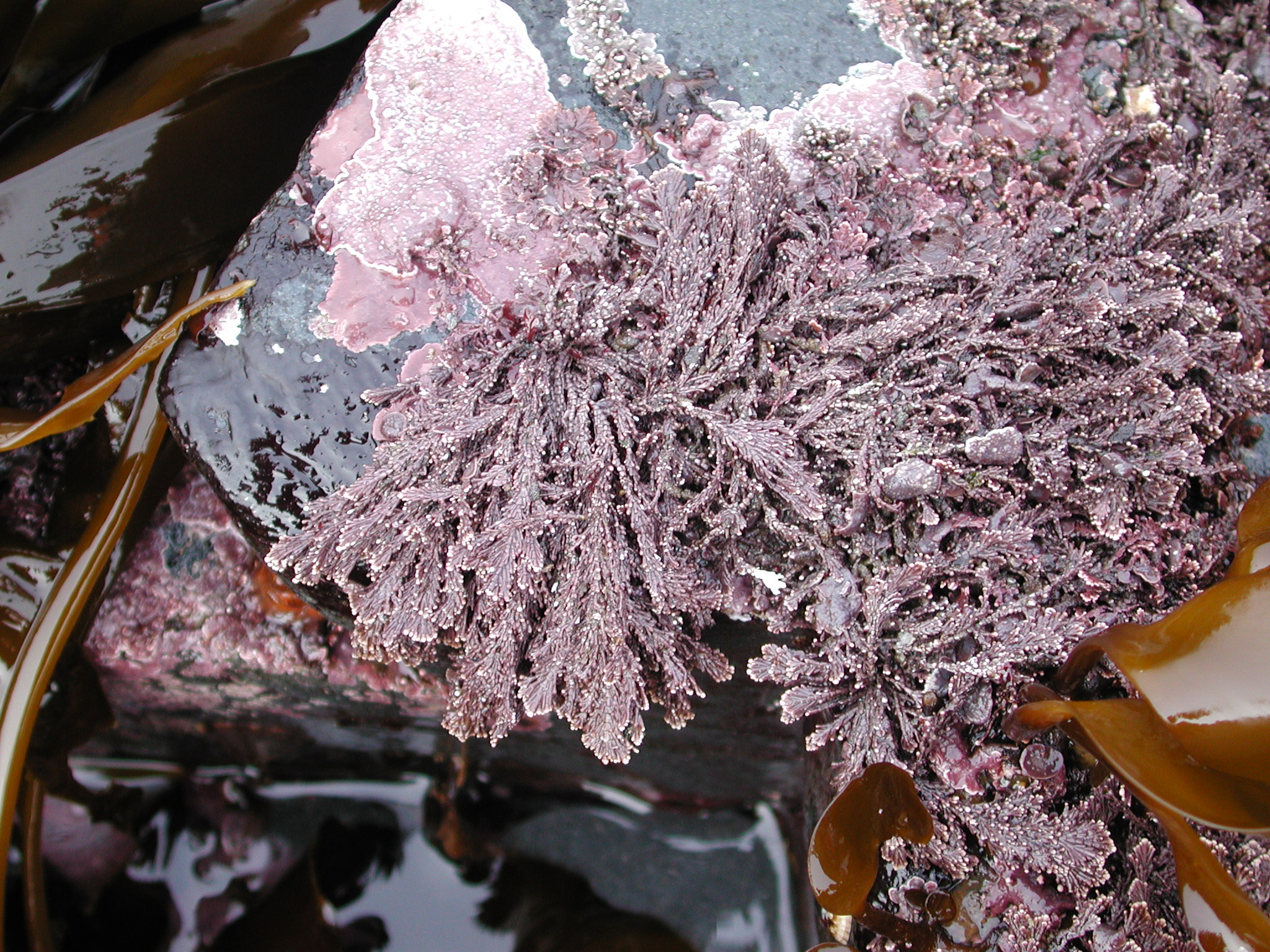 Corallina vancouveriensis – M. Lindeberg · Kodiak Archipelago · May 2005
