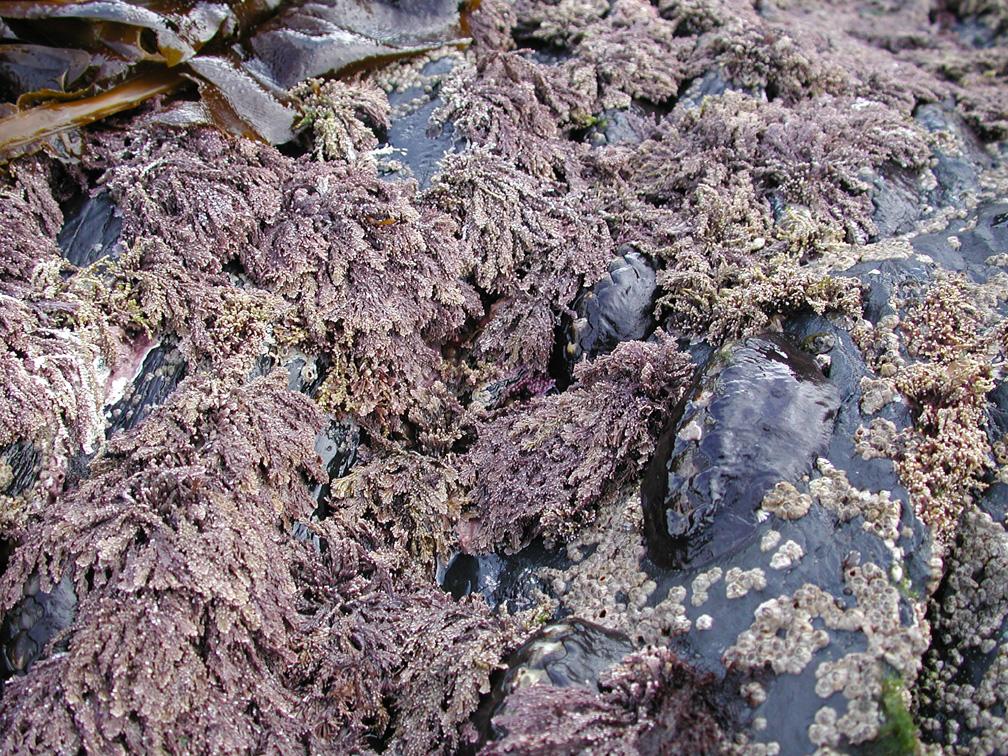 Corallina vancouveriensis – S. Lindstrom · Kenai Peninsula · July 2002