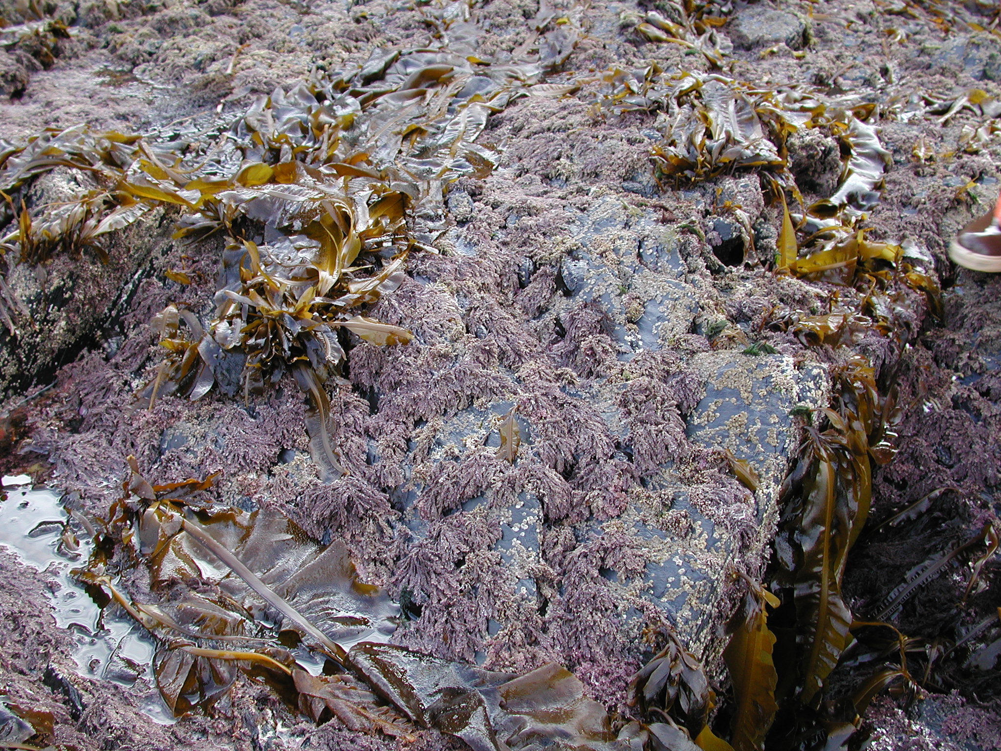Corallina vancouveriensis – S. Lindstrom · Kenai Peninsula · July 2002