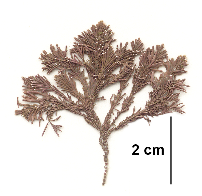 Corallina vancouveriensis