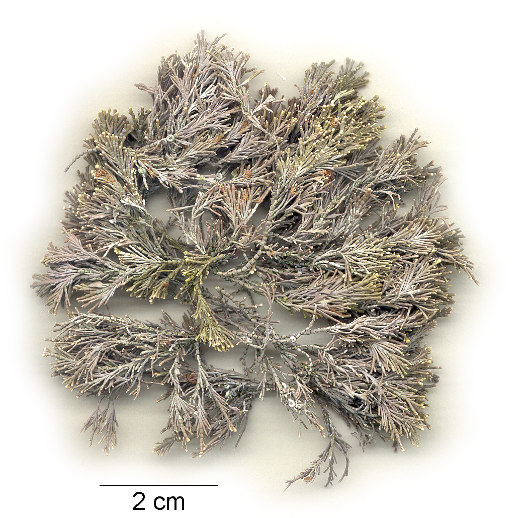 Corallina vancouveriensis – M. Lindeberg