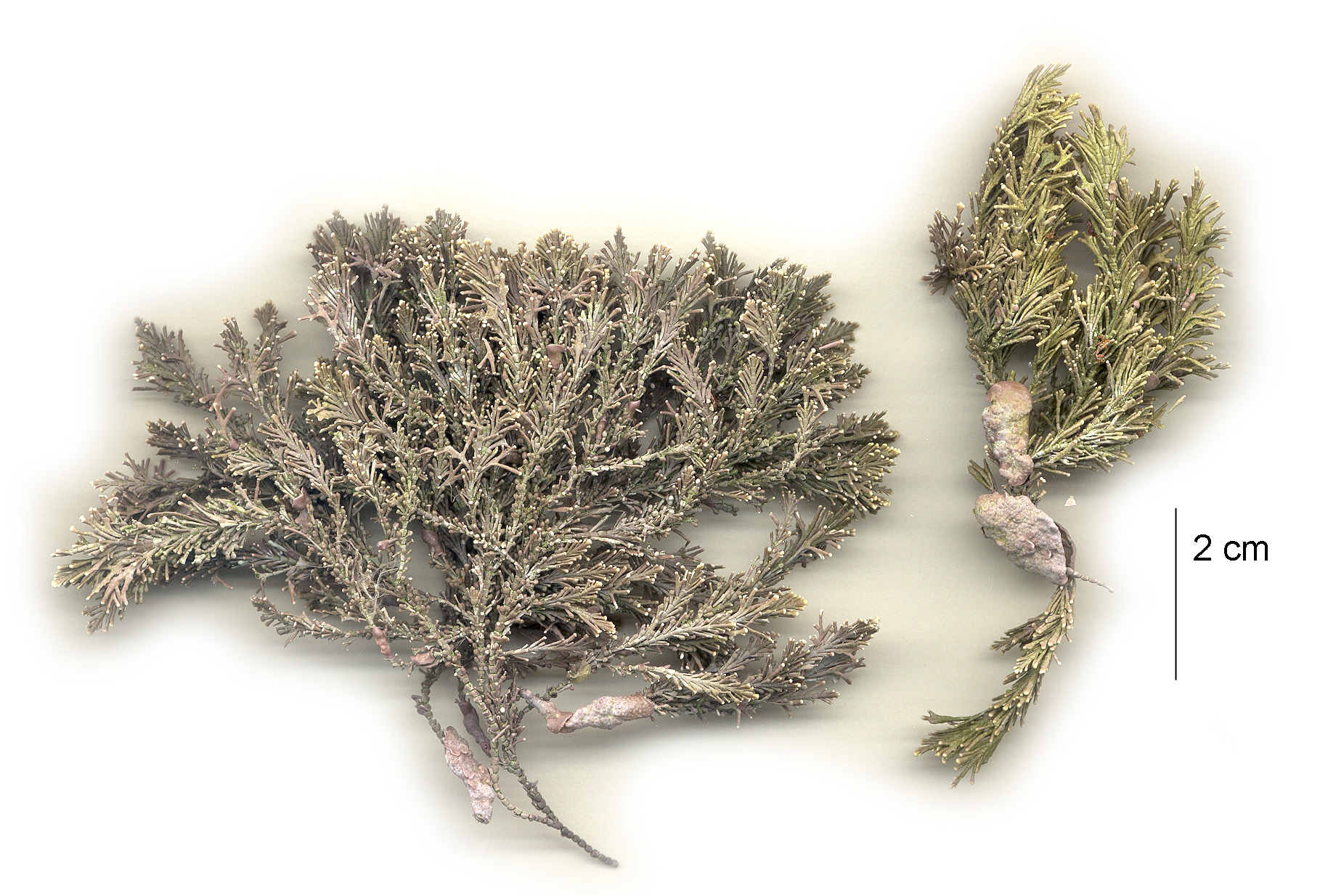 Corallina vancouveriensis – M. Lindeberg