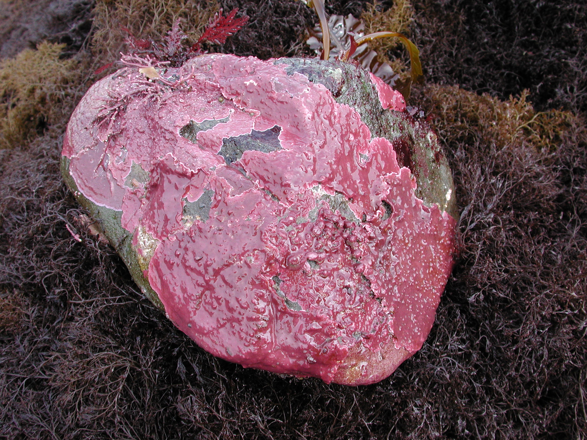 Coralline crusts – M. Lindeberg · Kodiak Archipelago · June 2005