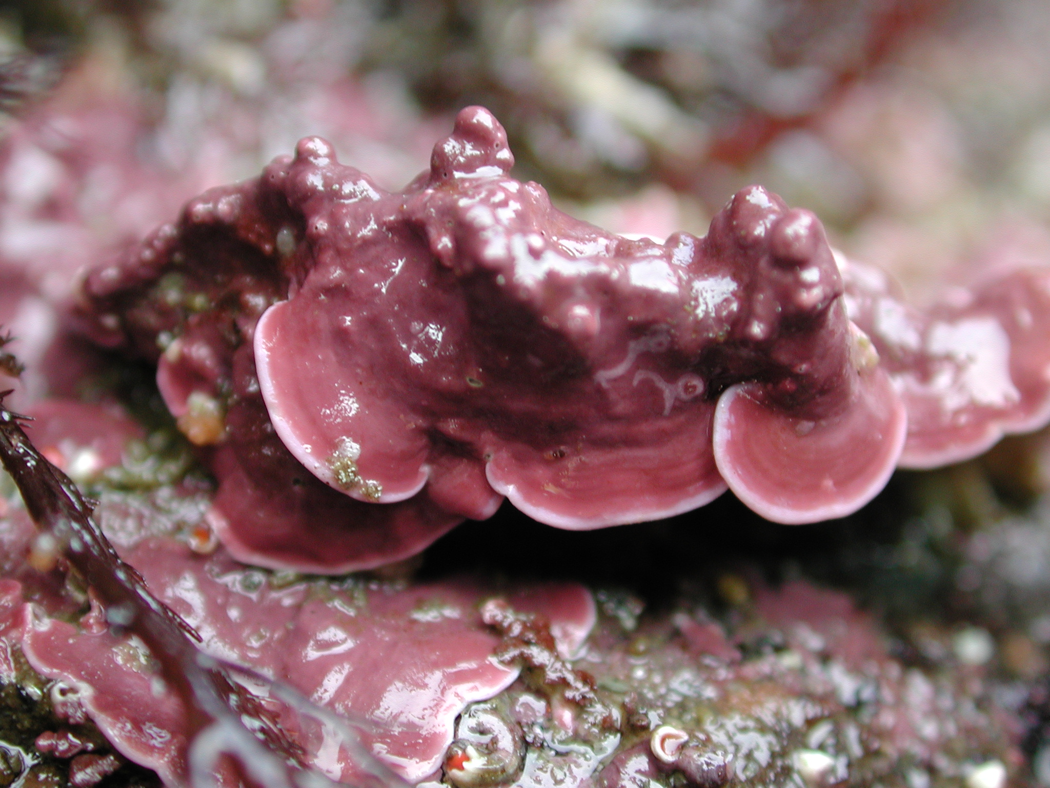 Coralline crusts – M. Lindeberg · Kodiak Archipelago · May 2005