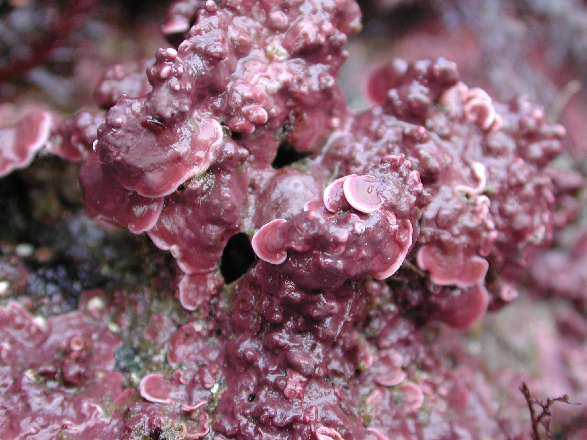 Coralline crusts – M. Lindeberg · Kodiak Archipelago · May 2005