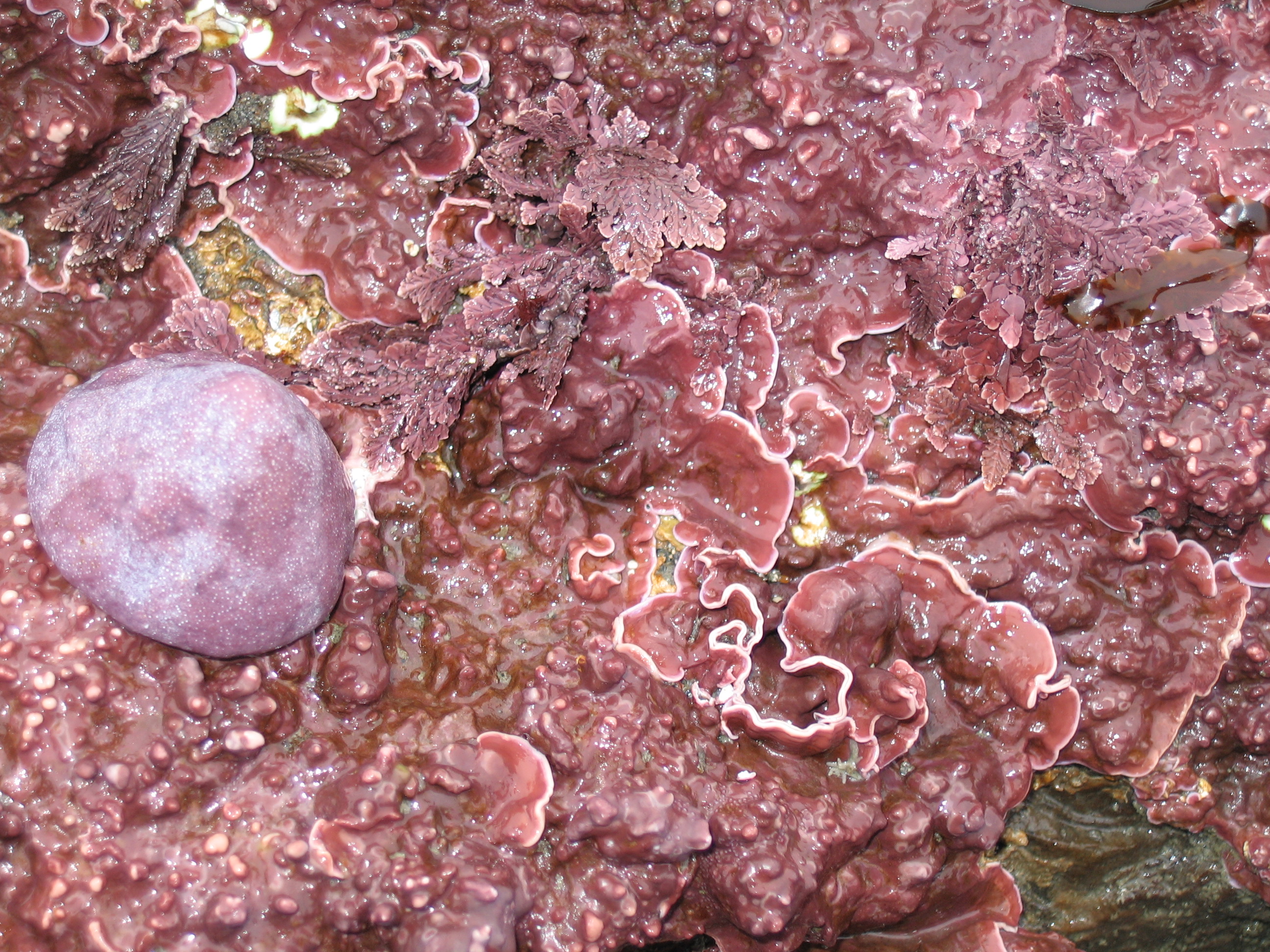 Coralline crusts – S. Lindstrom · Kodiak Archipelago · June 2005
