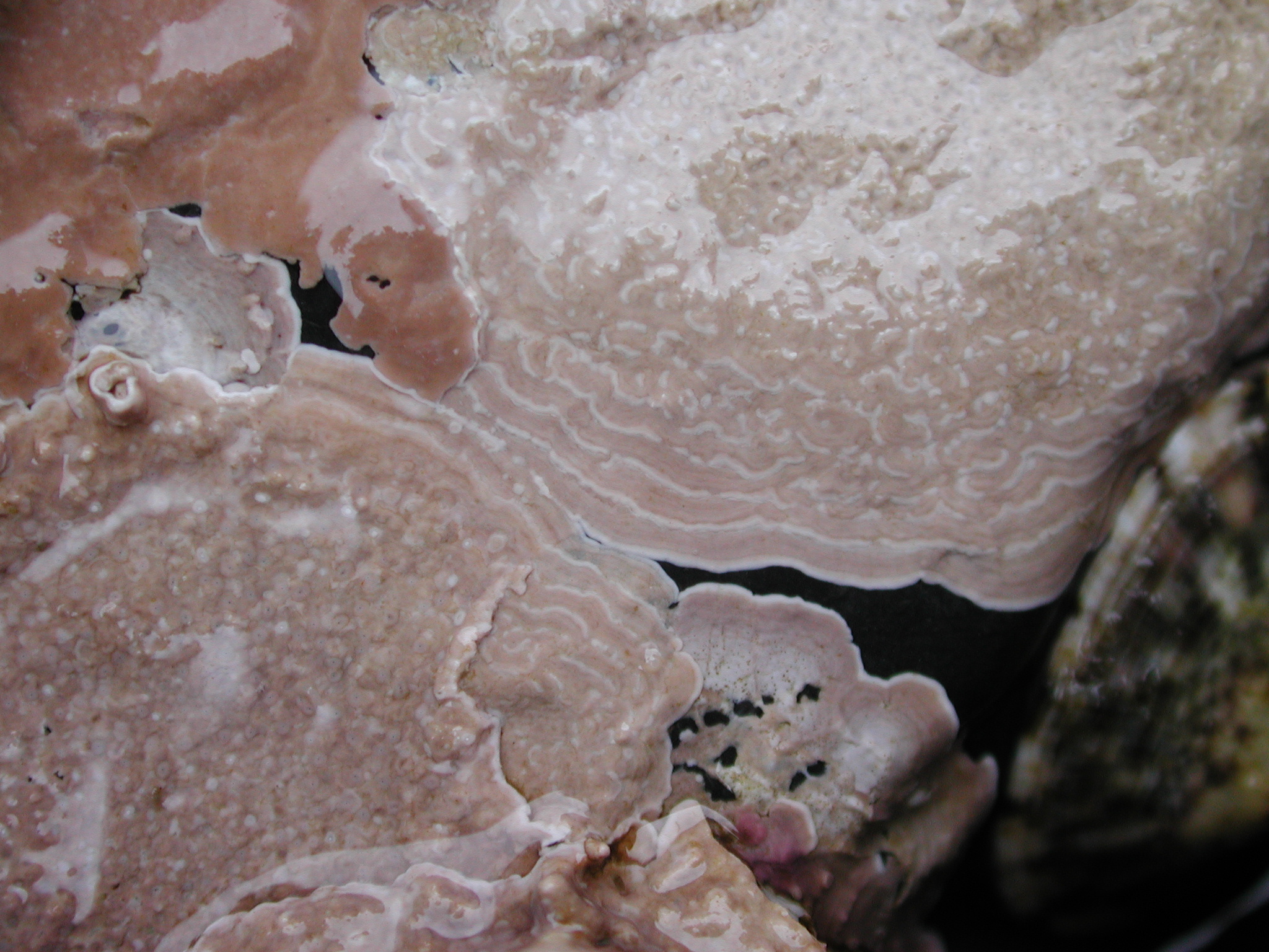 Coralline crusts – M. Lindeberg · Kodiak Archipelago · June 2005