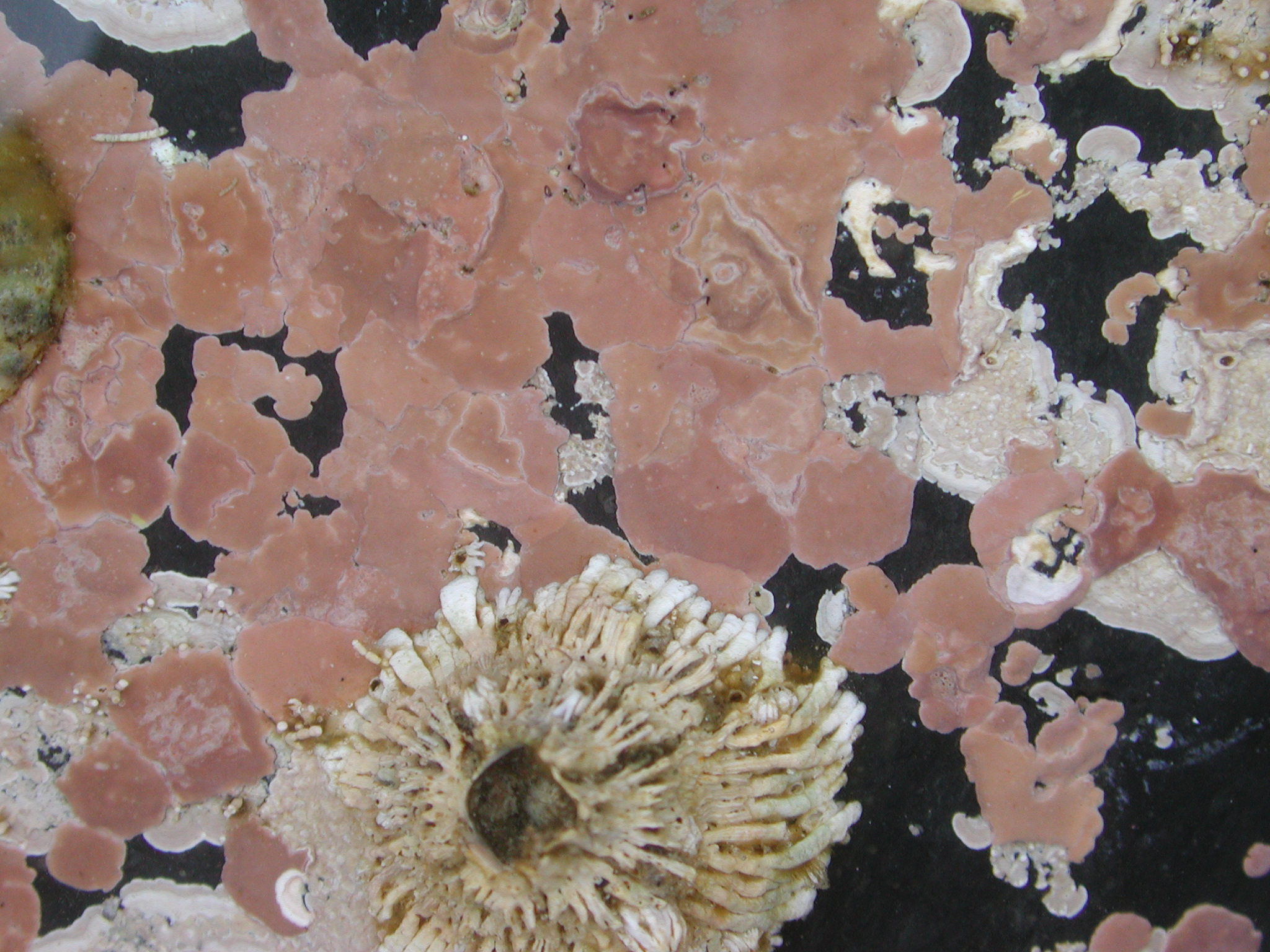 Coralline crusts – M. Lindeberg · Kodiak Archipelago · June 2005
