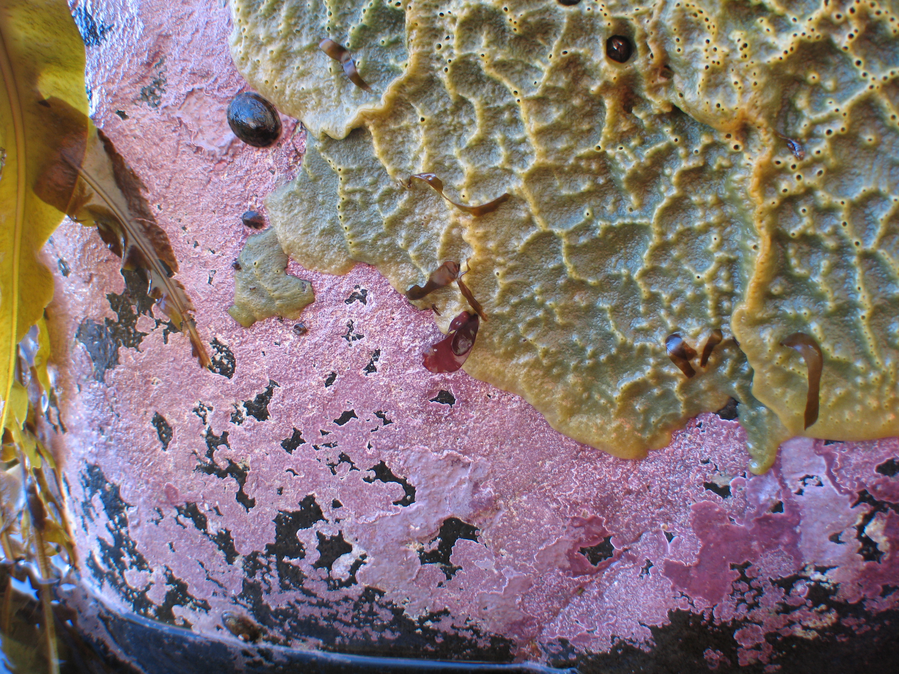 Coralline crusts – M. Lindeberg · Aleutian Islands · July 2006