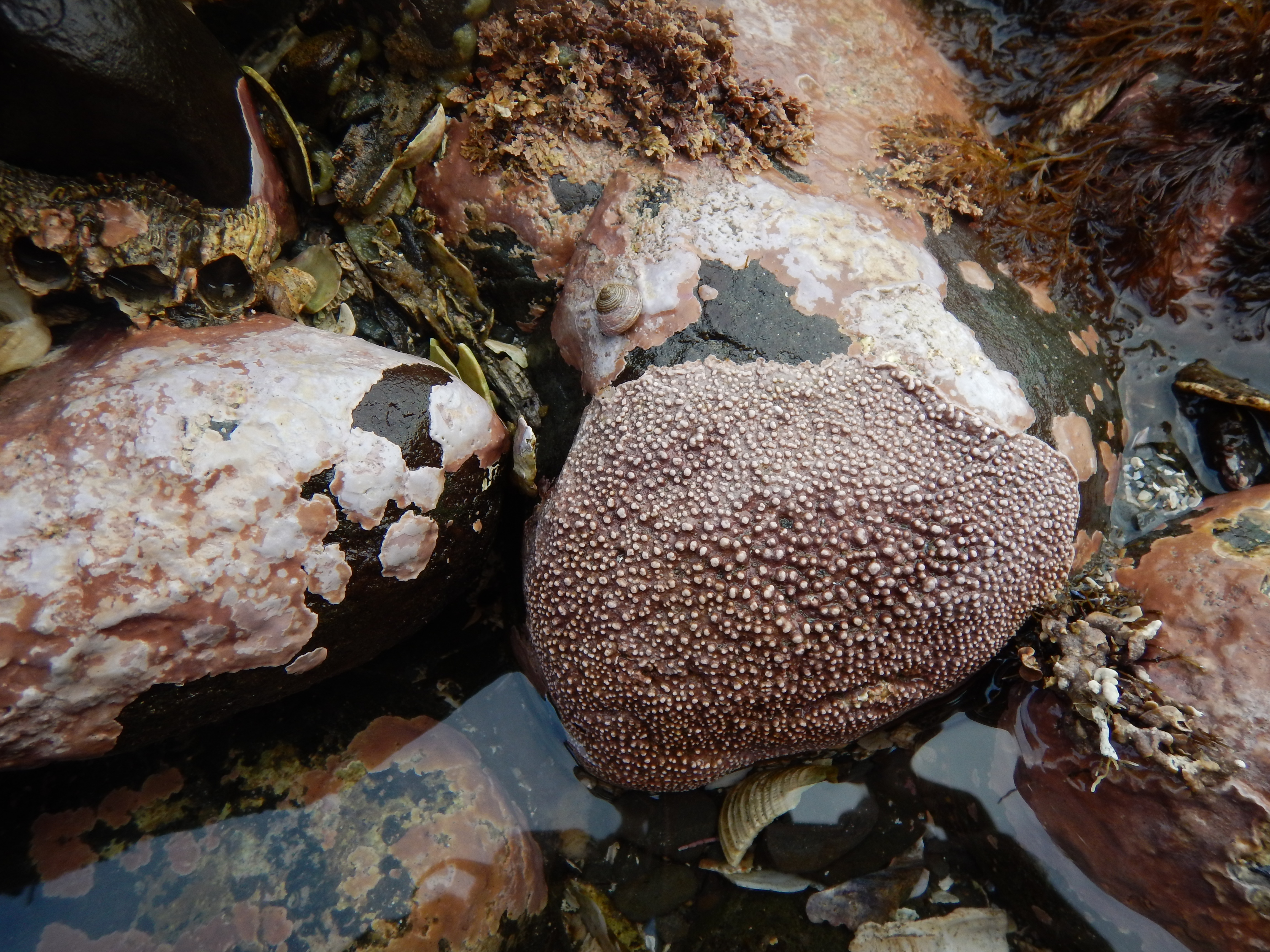 Coralline crusts – M. Lindeberg · Alaska Peninsula · May 2016