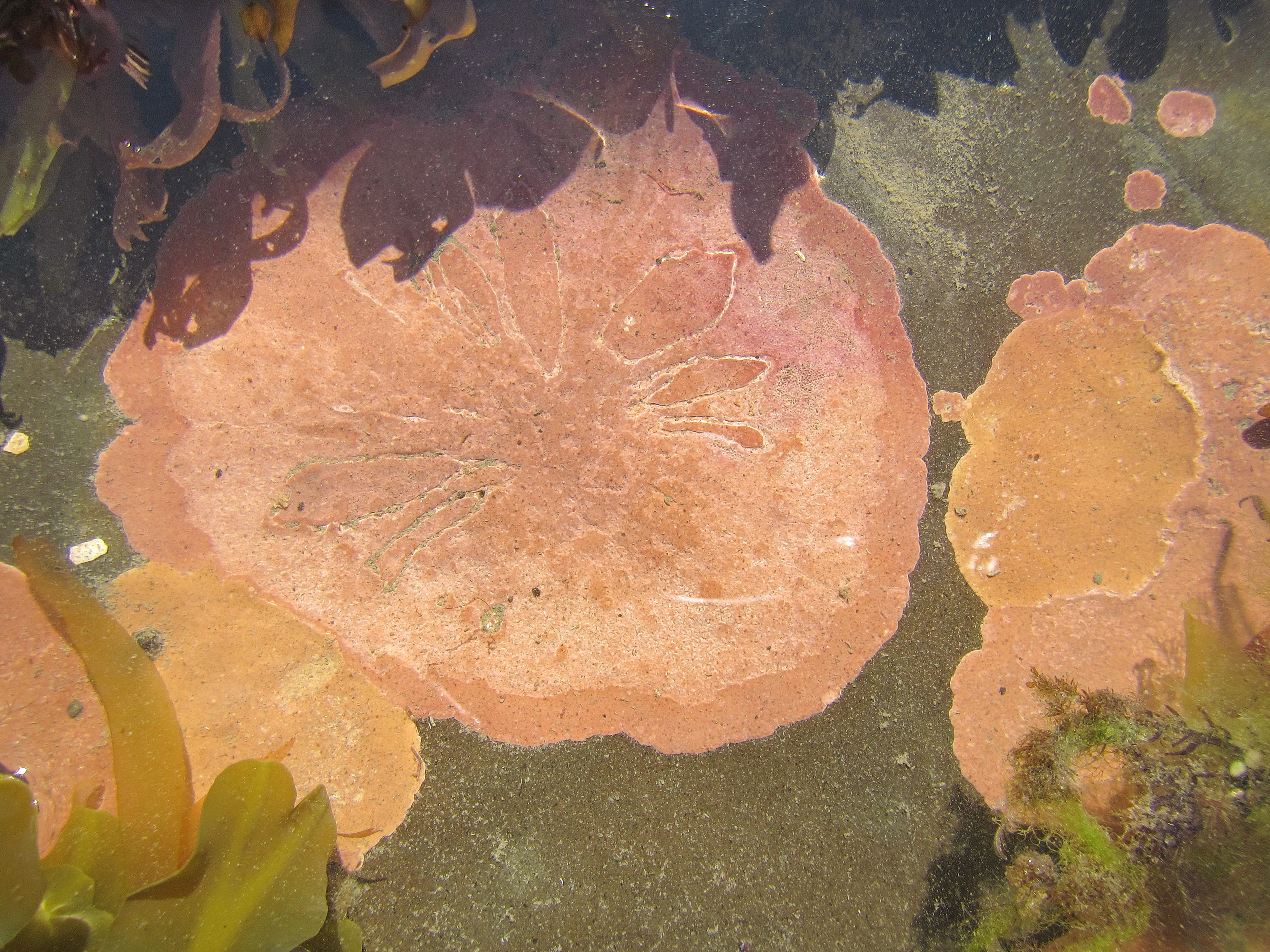 Coralline crusts – M. Lindeberg · Cook Inlet · June 2016