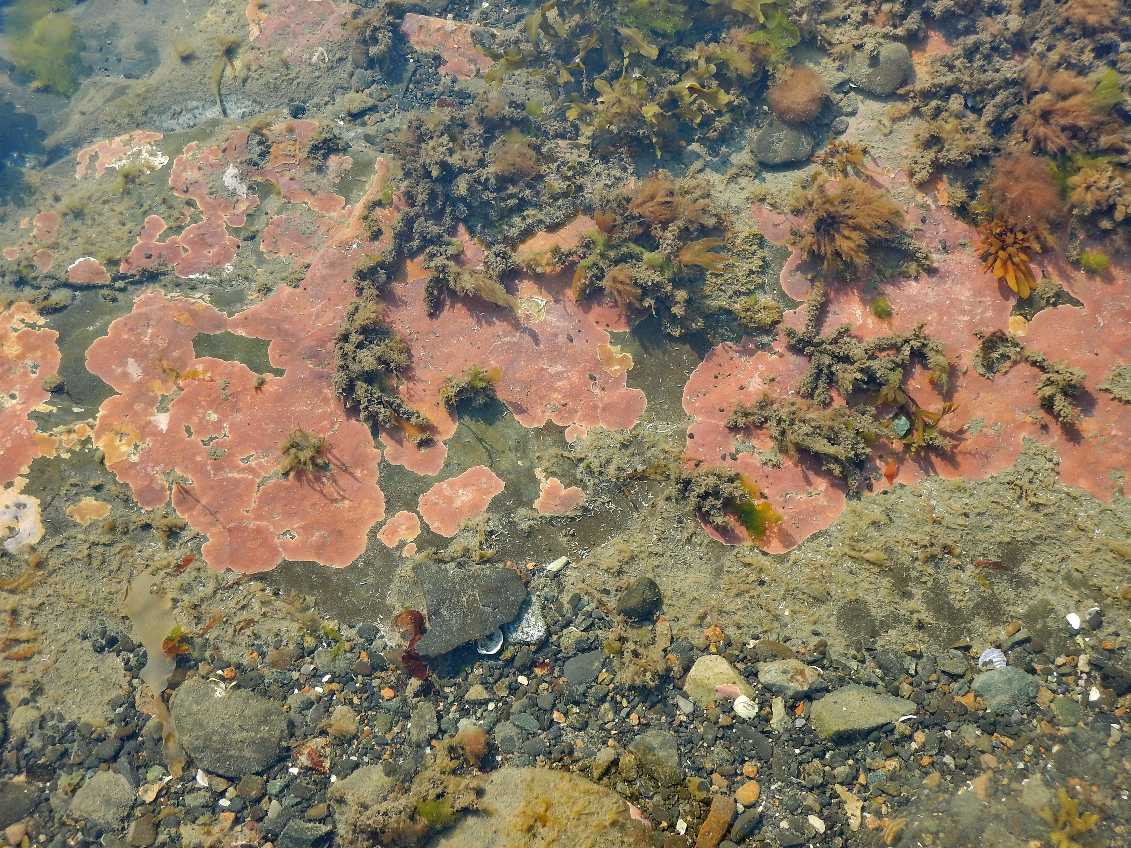 Coralline crusts – M. Lindeberg · Cook Inlet · June 2015