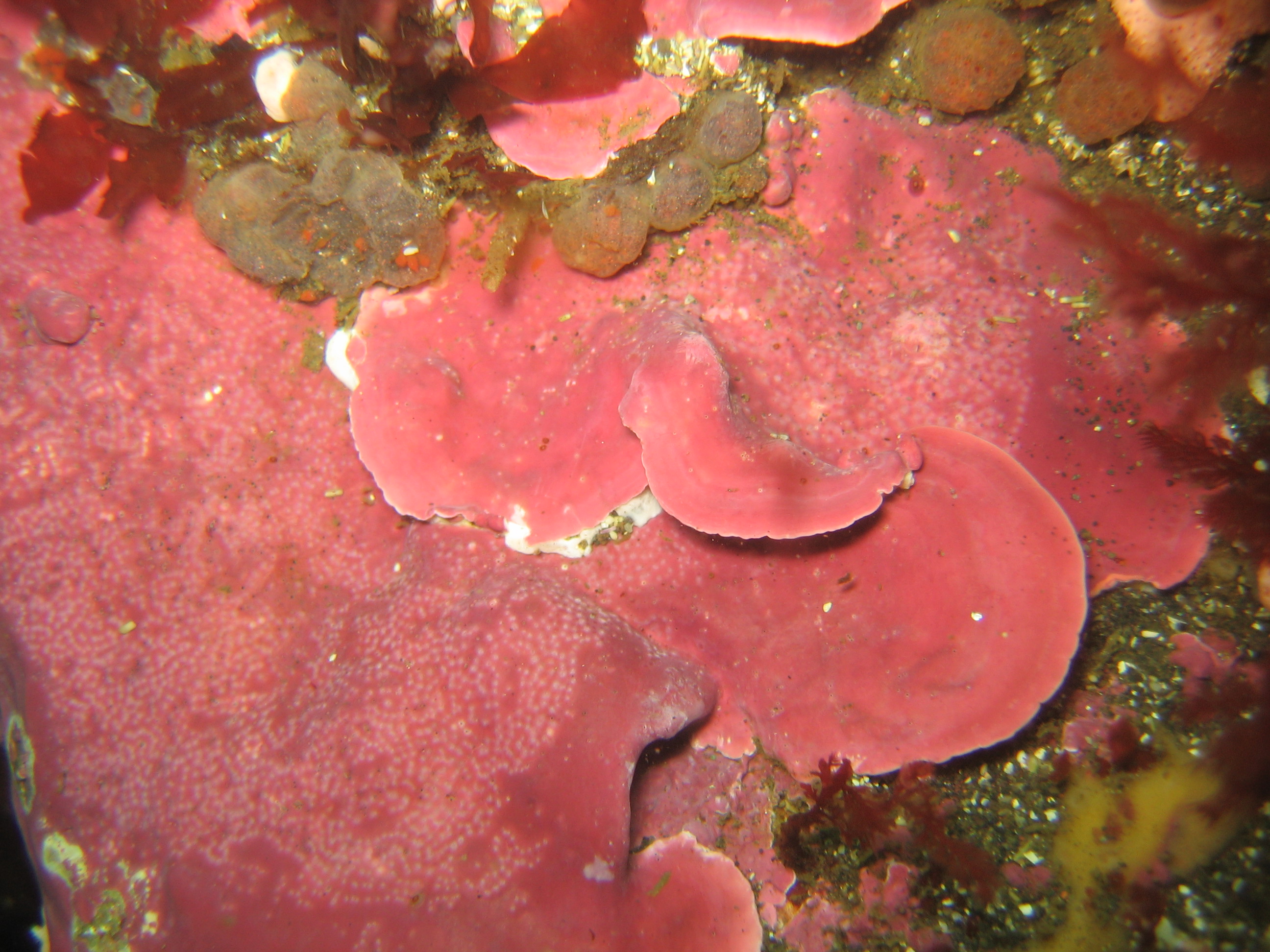 Coralline crusts – H. Chenelot · Aleutian Islands · July 2007