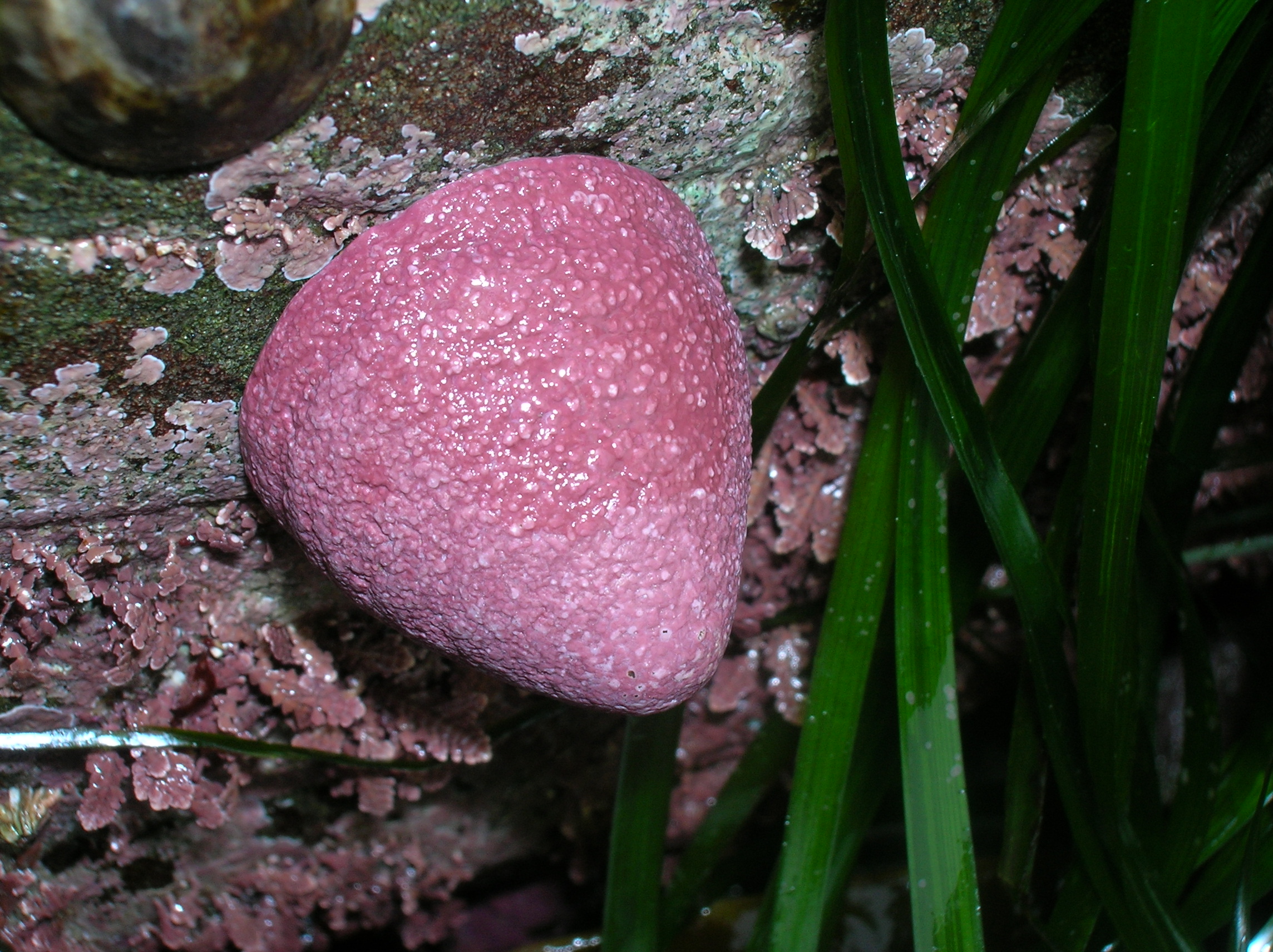 Coralline crusts – S. Saupe · Kodiak Archipelago · June 2005