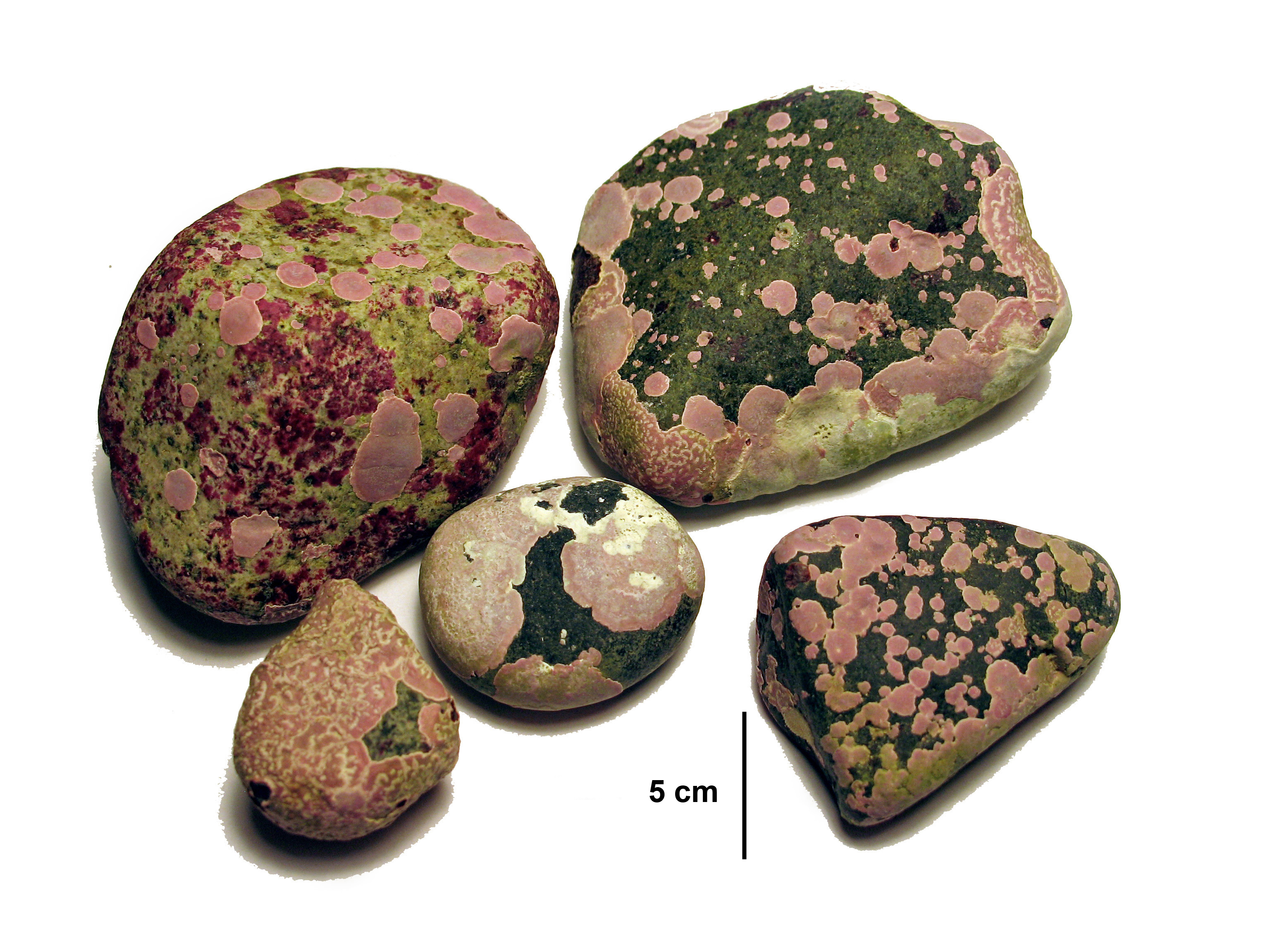 Coralline crusts