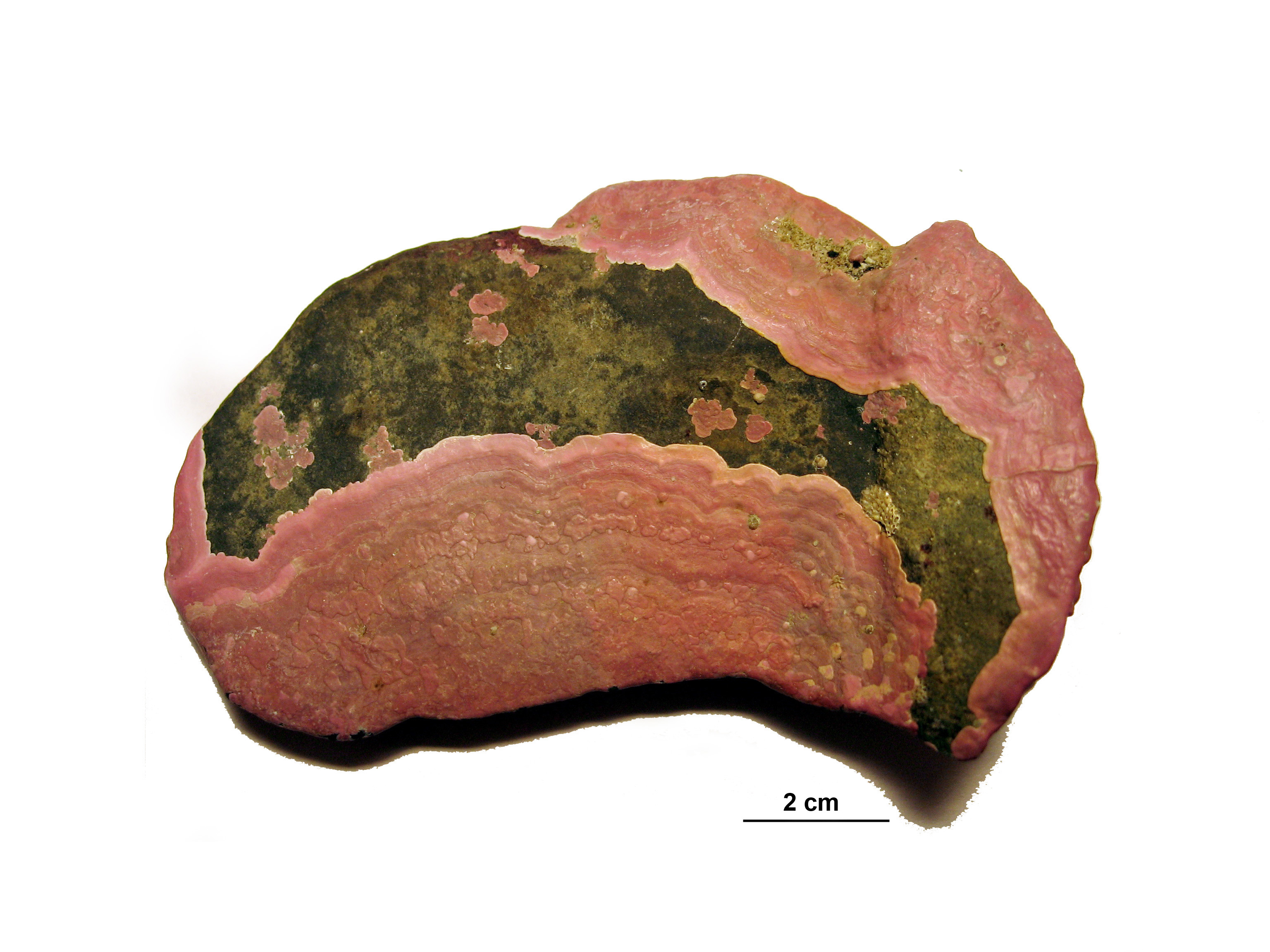 Coralline crusts – M. Lindeberg · Aleutian Islands · July 2007