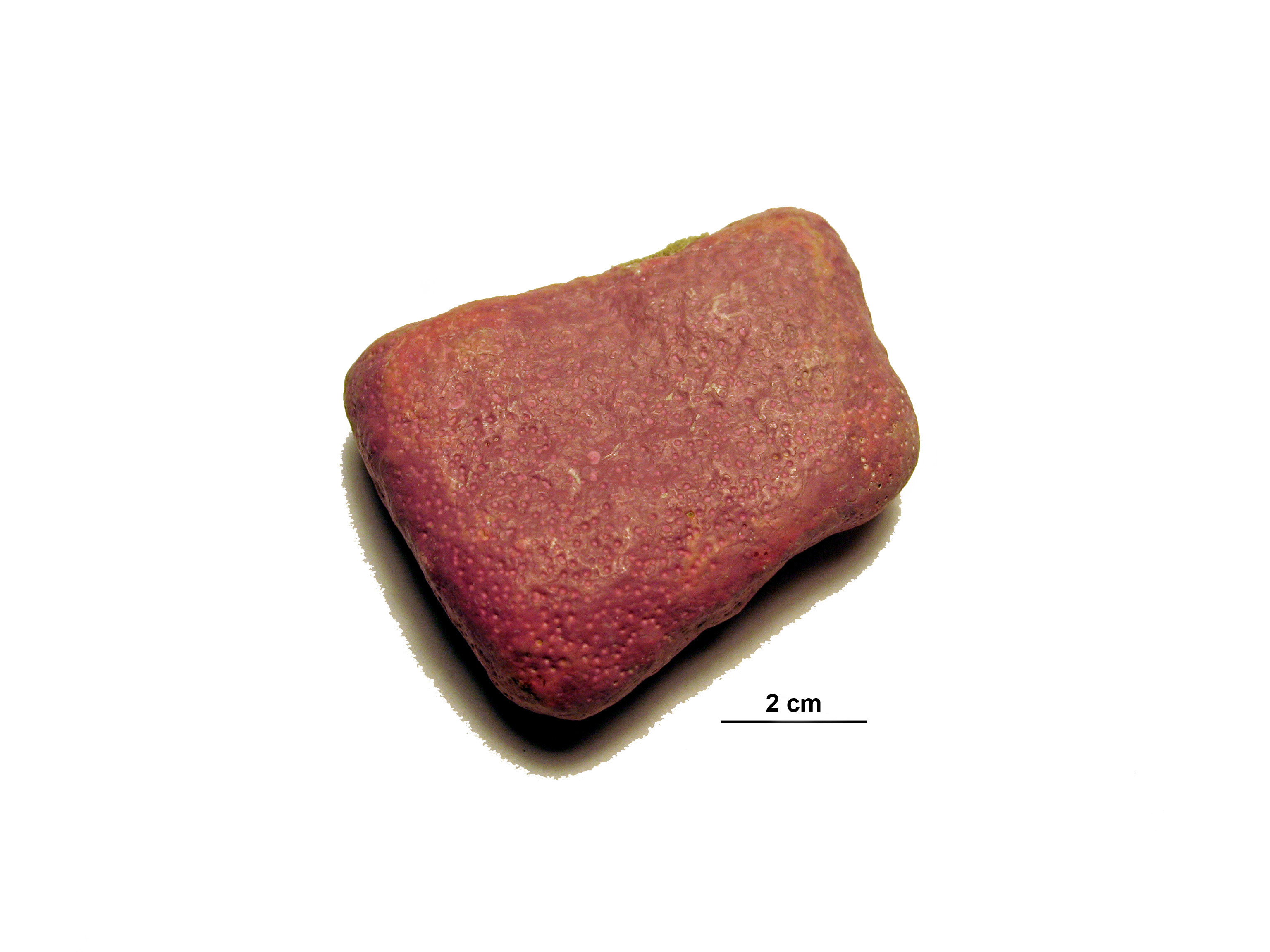 Coralline crusts – M. Lindeberg · Aleutian Islands · July 2007