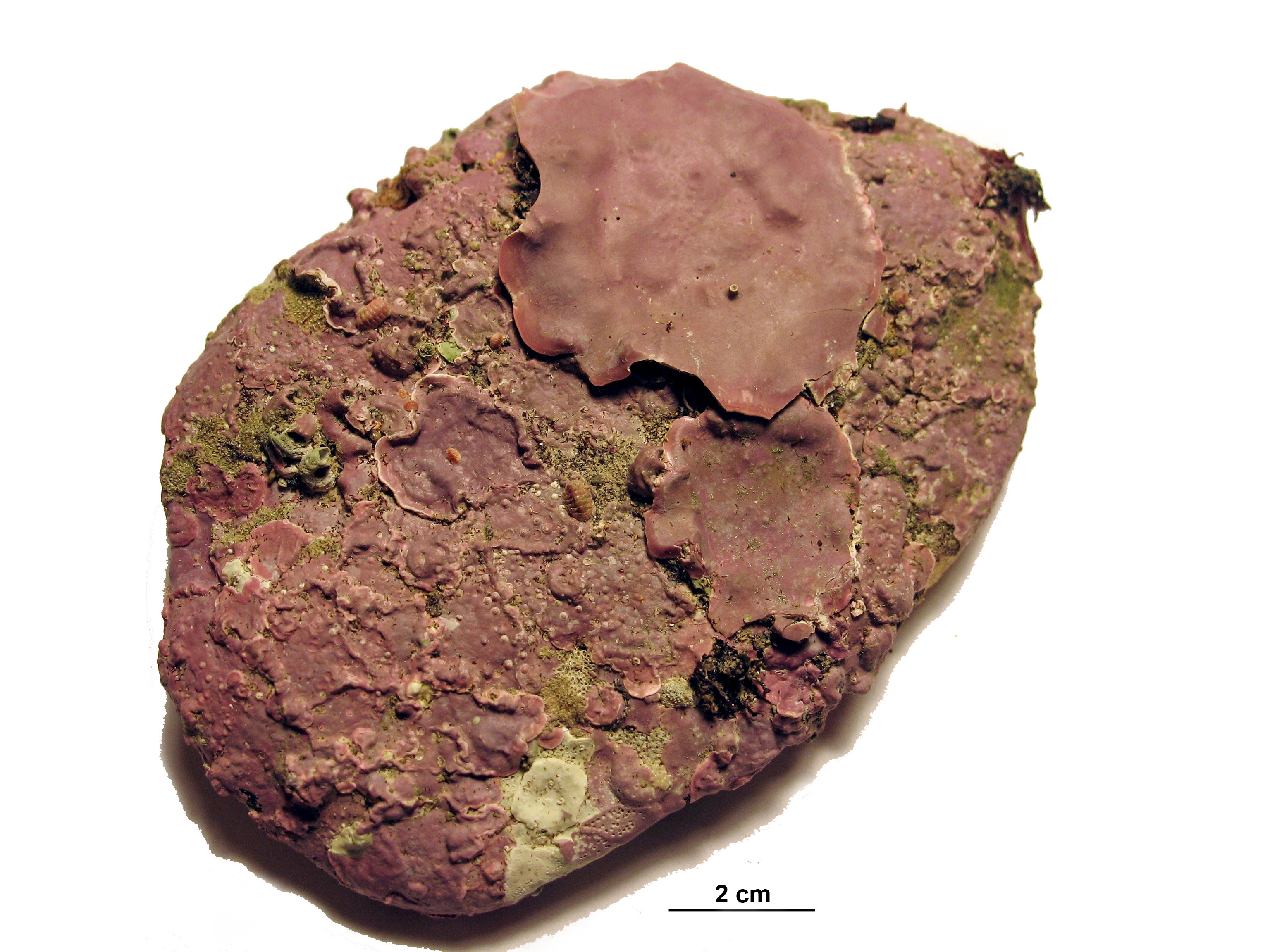 Coralline crusts – M. Lindeberg · Aleutian Islands · July 2007