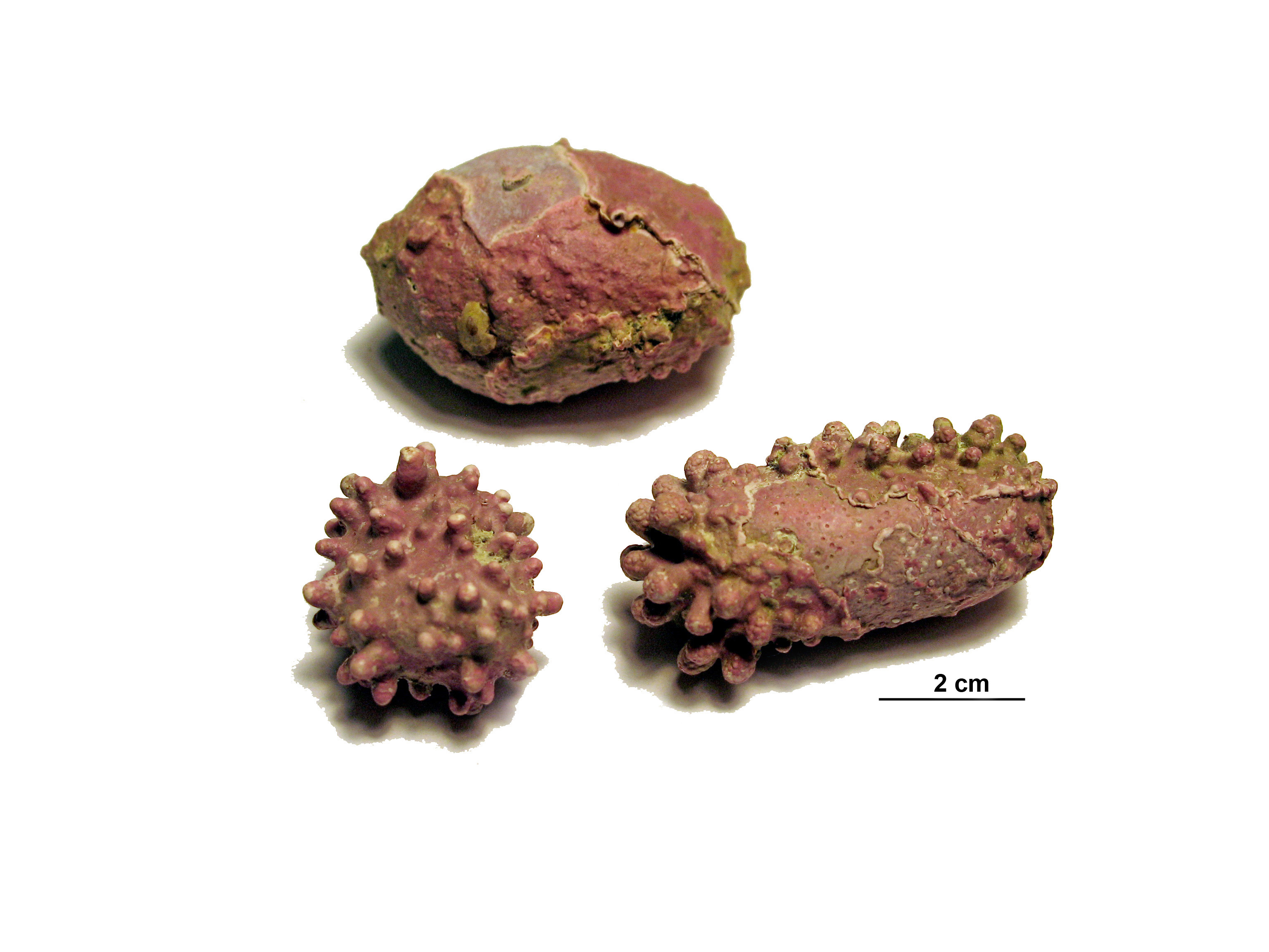 Coralline crusts – M. Lindeberg · Aleutian Islands · June 2007