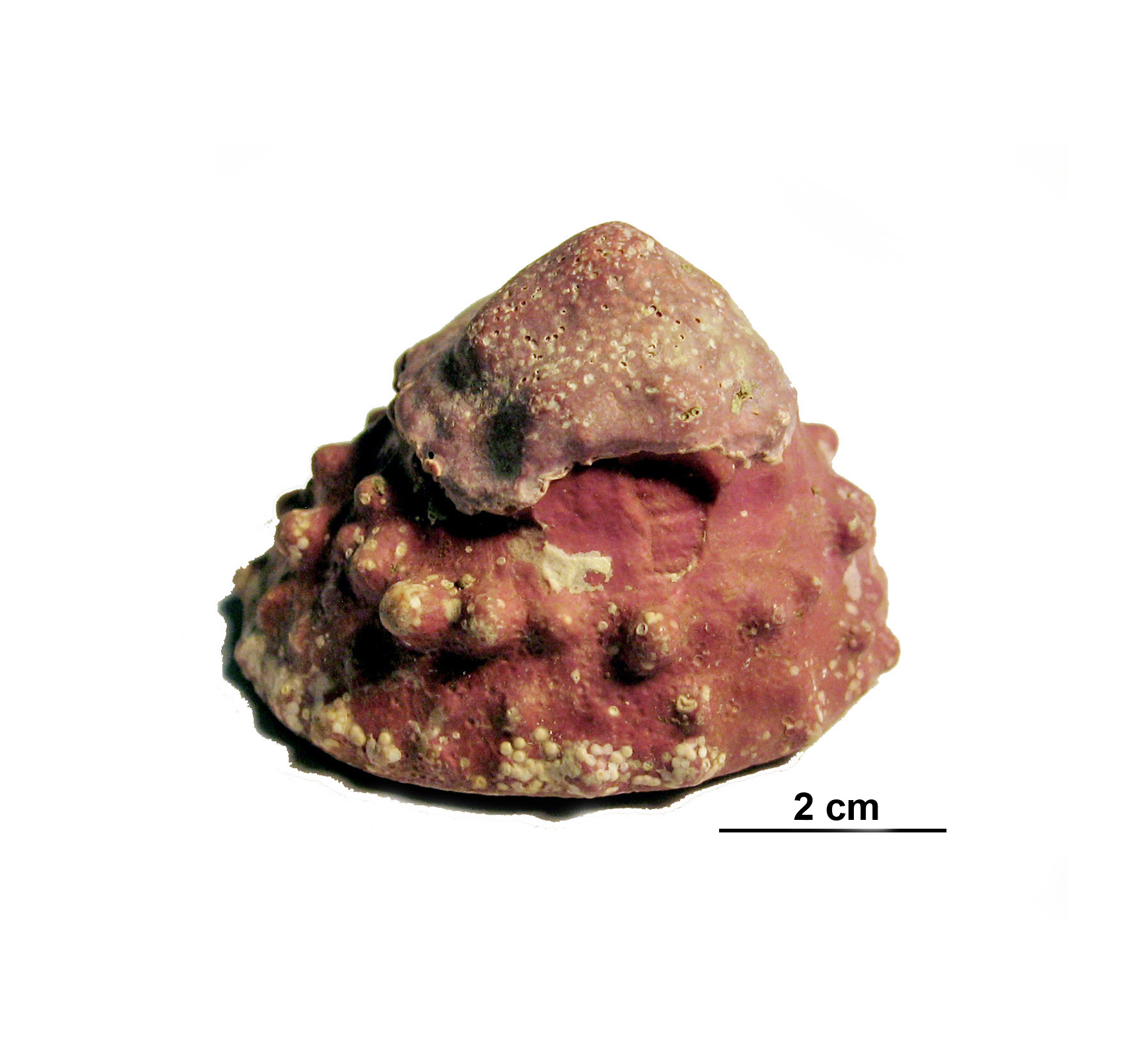 Coralline crusts – M. Lindeberg · Aleutian Islands · July 2006