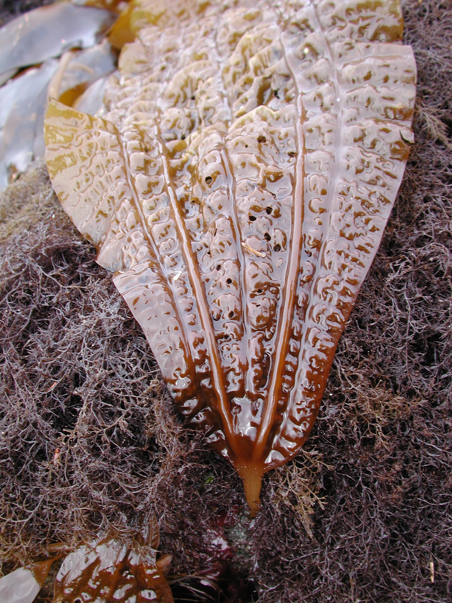 Costaria costata – M. Lindeberg · Kodiak Archipelago · May 2005