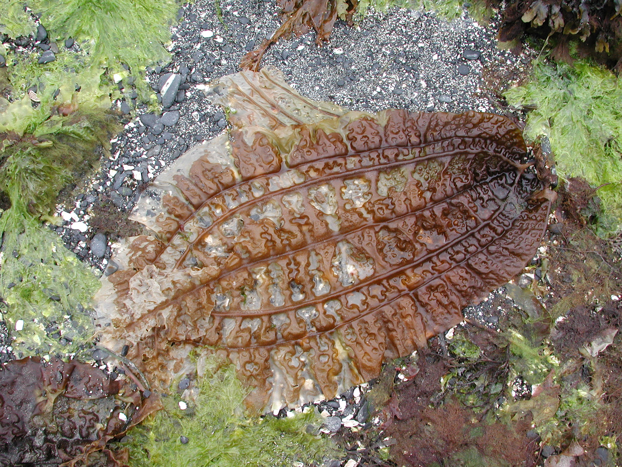 Costaria costata – M. Lindeberg · Kodiak Archipelago · May 2005