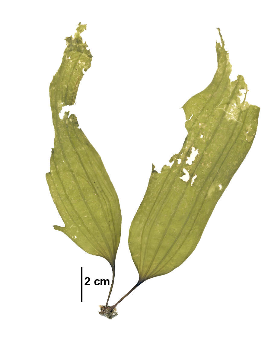 Costaria costata