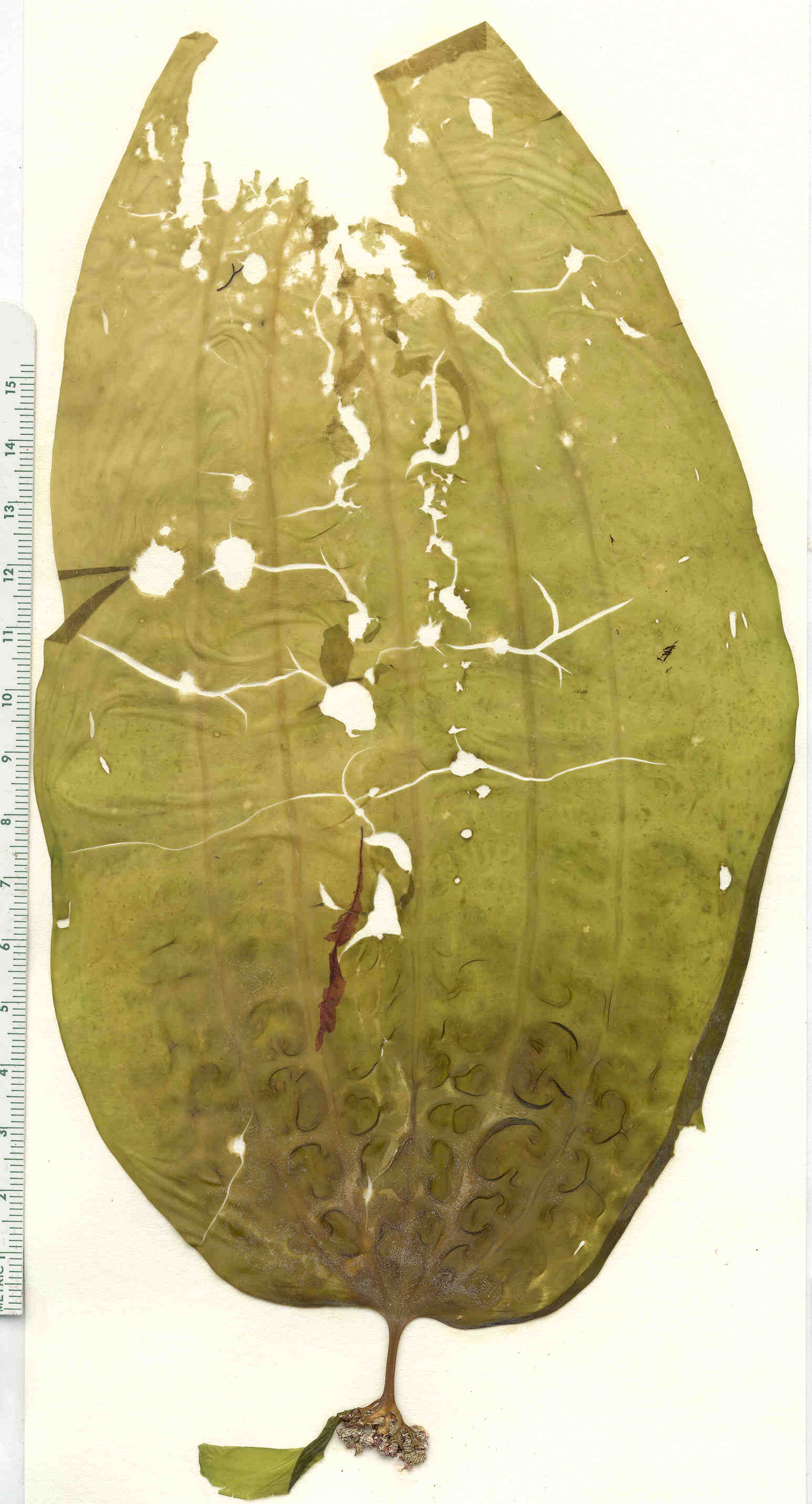 Costaria costata – M. Lindeberg · Prince William Sound · June 1998