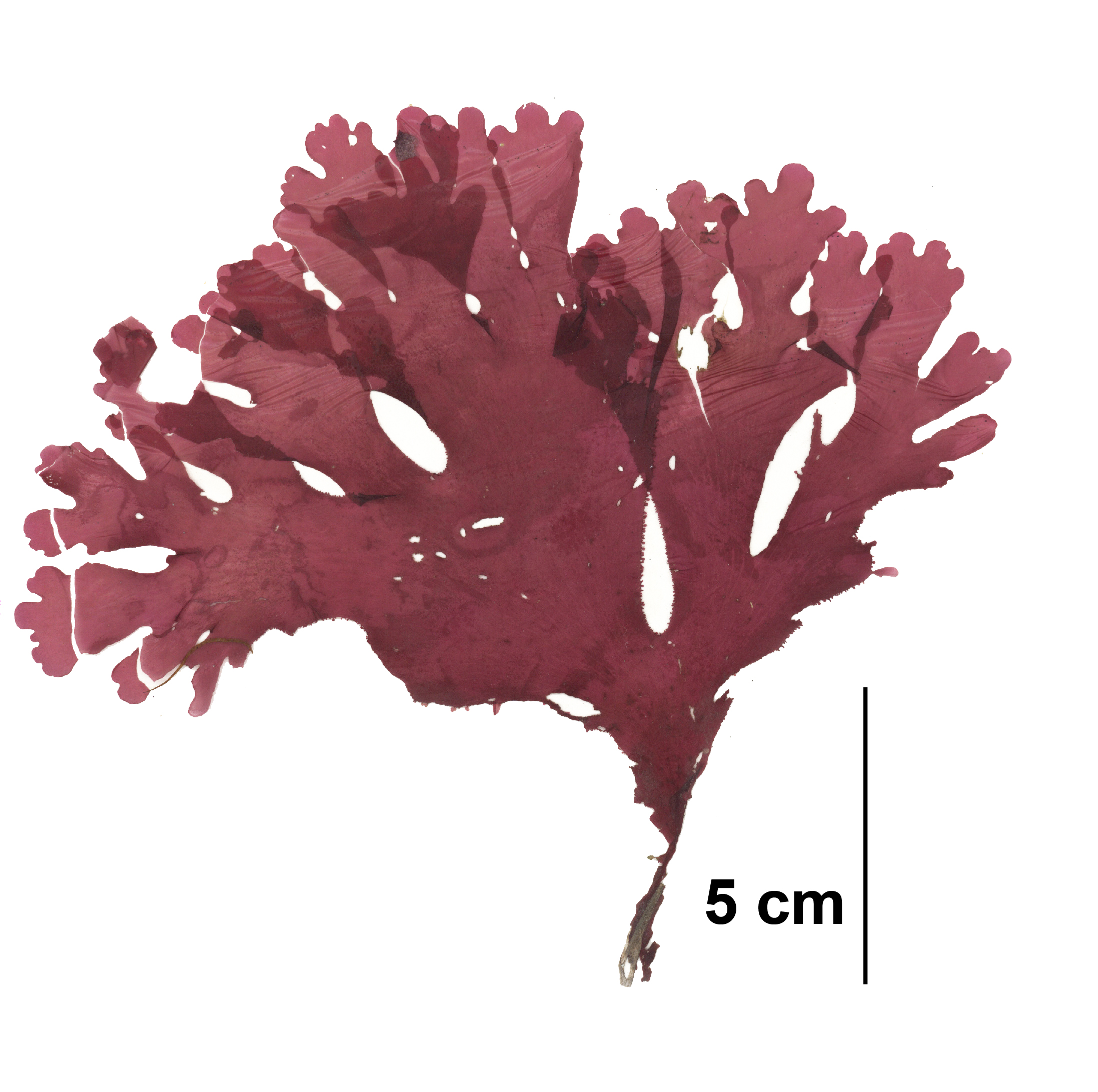 Cryptopleura ruprechtiana
