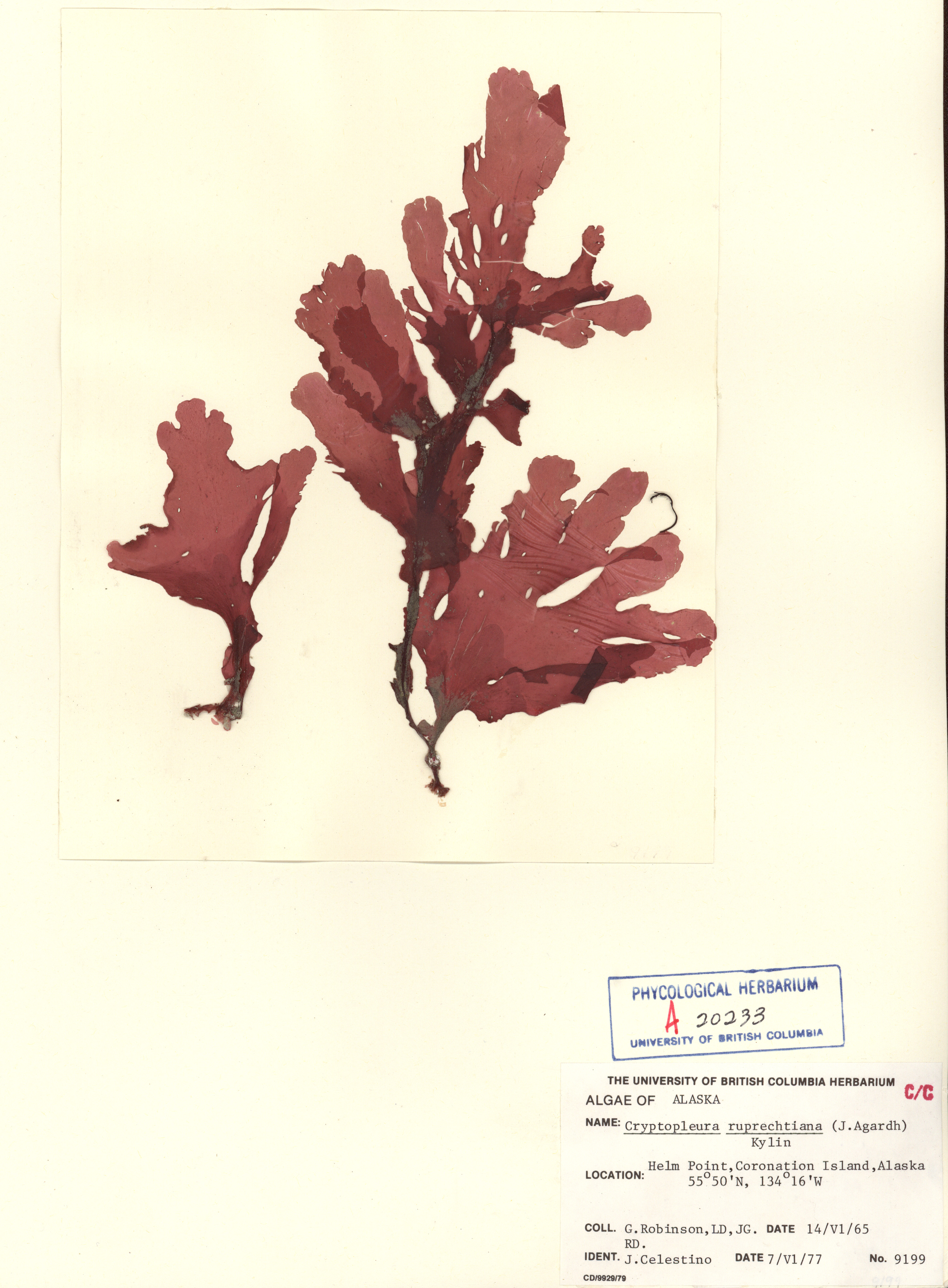 Cryptopleura ruprechtiana – G. Robinson · Southeast · July 1977