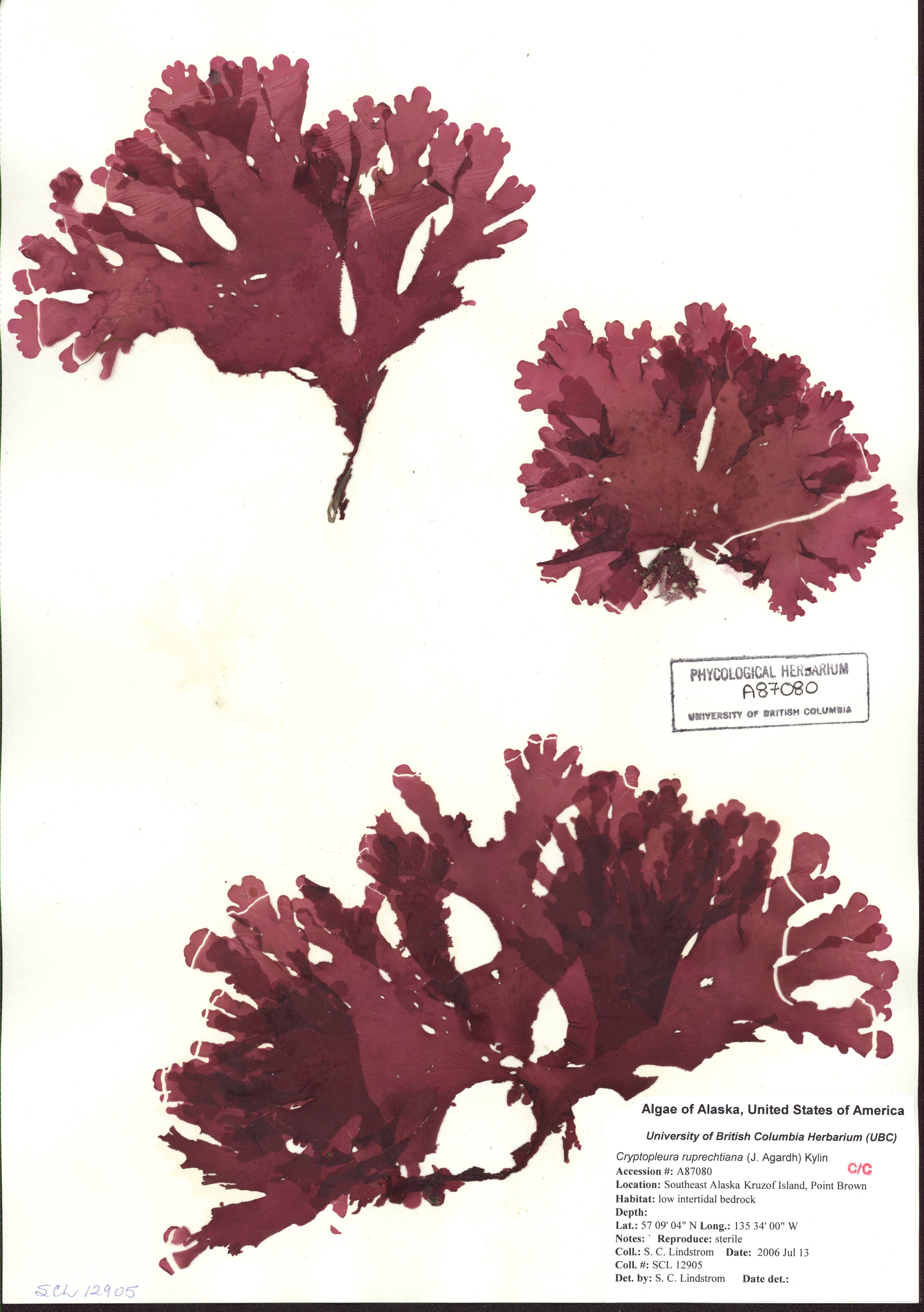 Cryptopleura ruprechtiana – S. Lindstrom · Southeast · July 2013